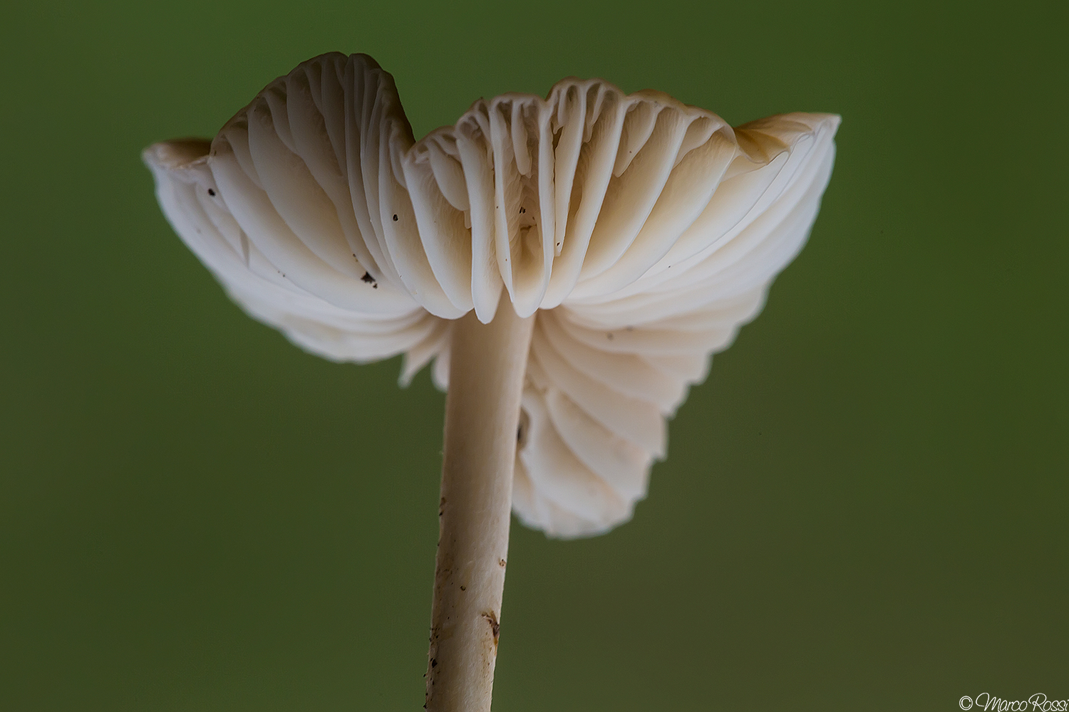 Architecture from "external"