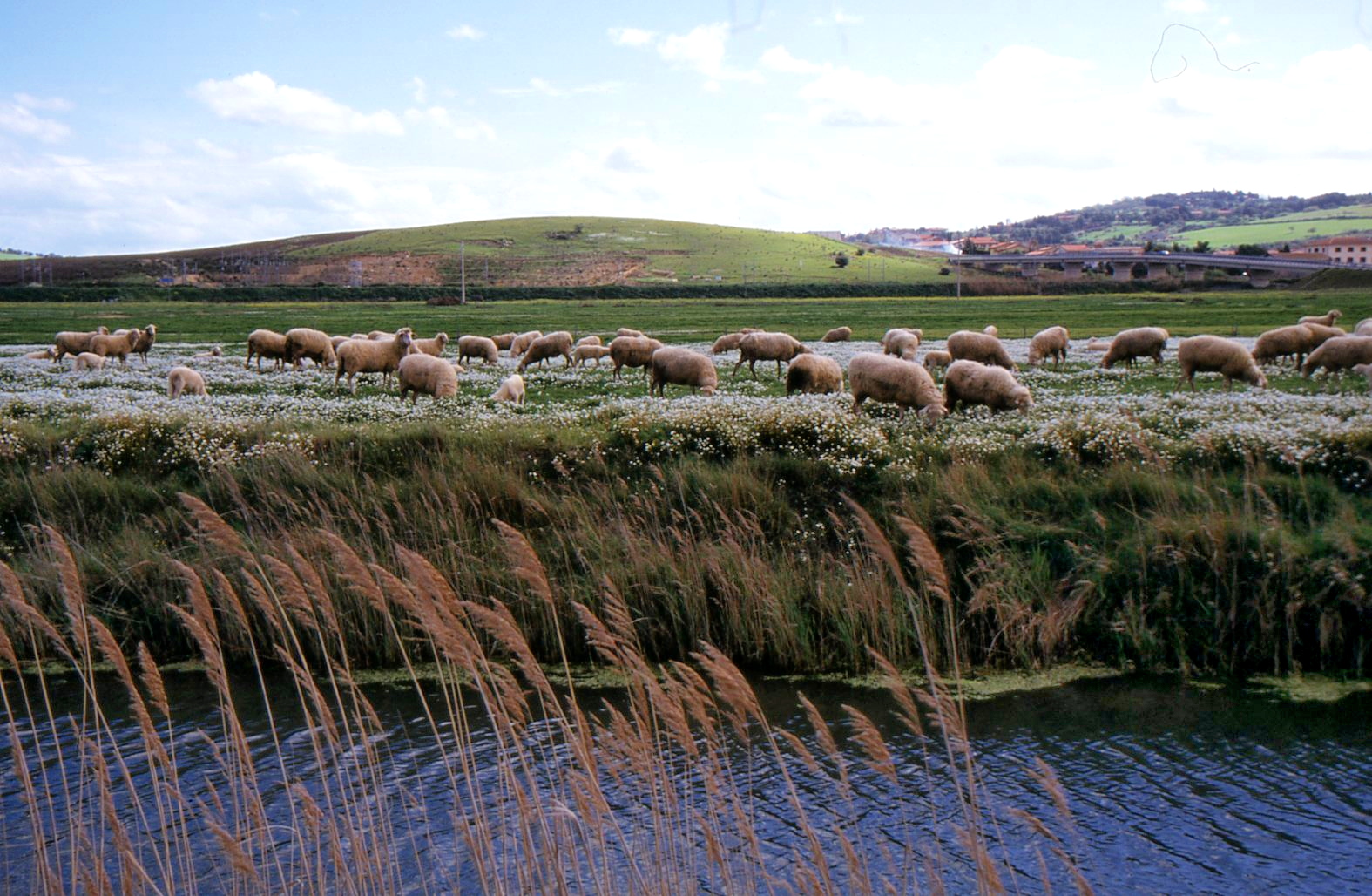 scorcio toscano, Maremma