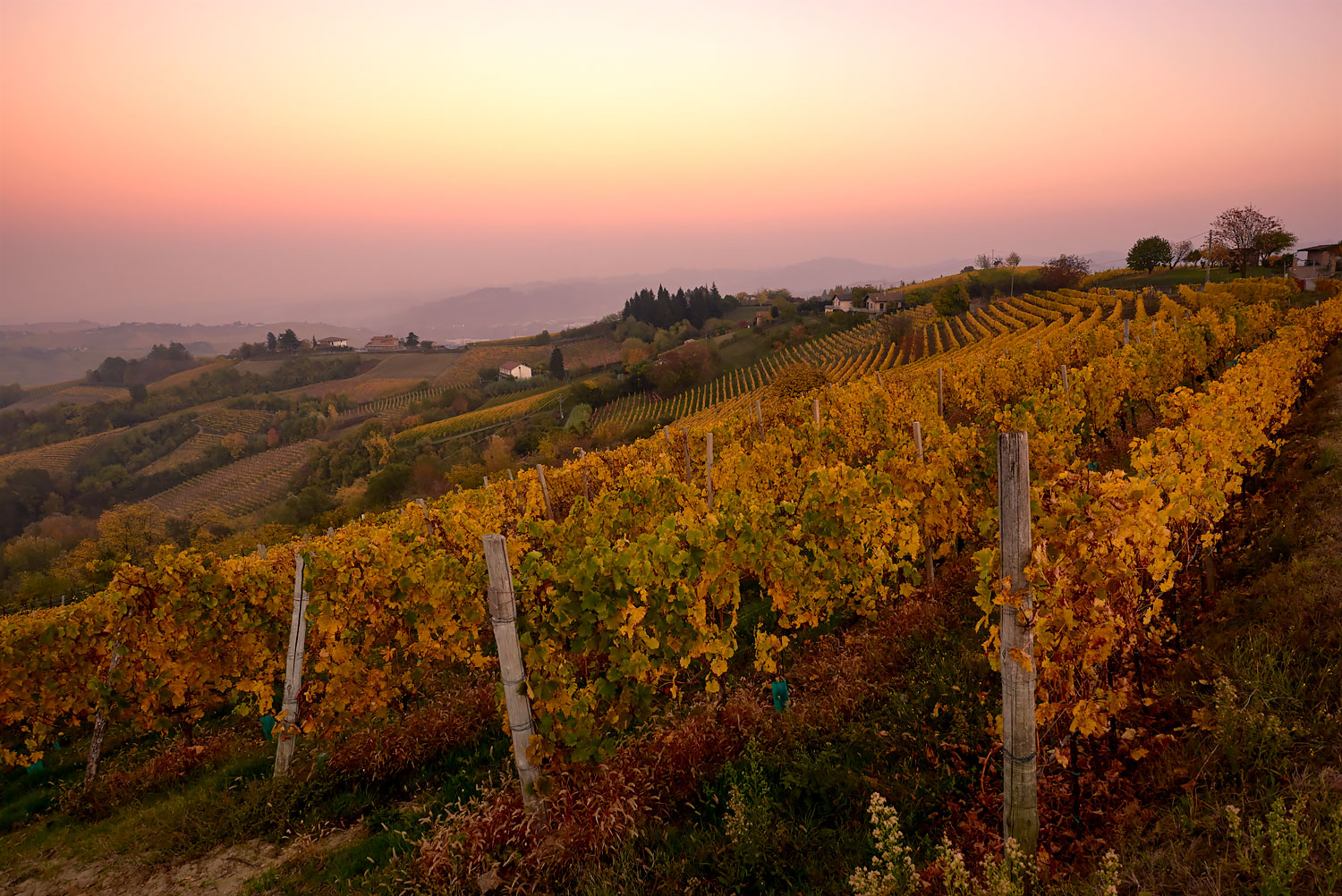 Tramonto nel Vigneto