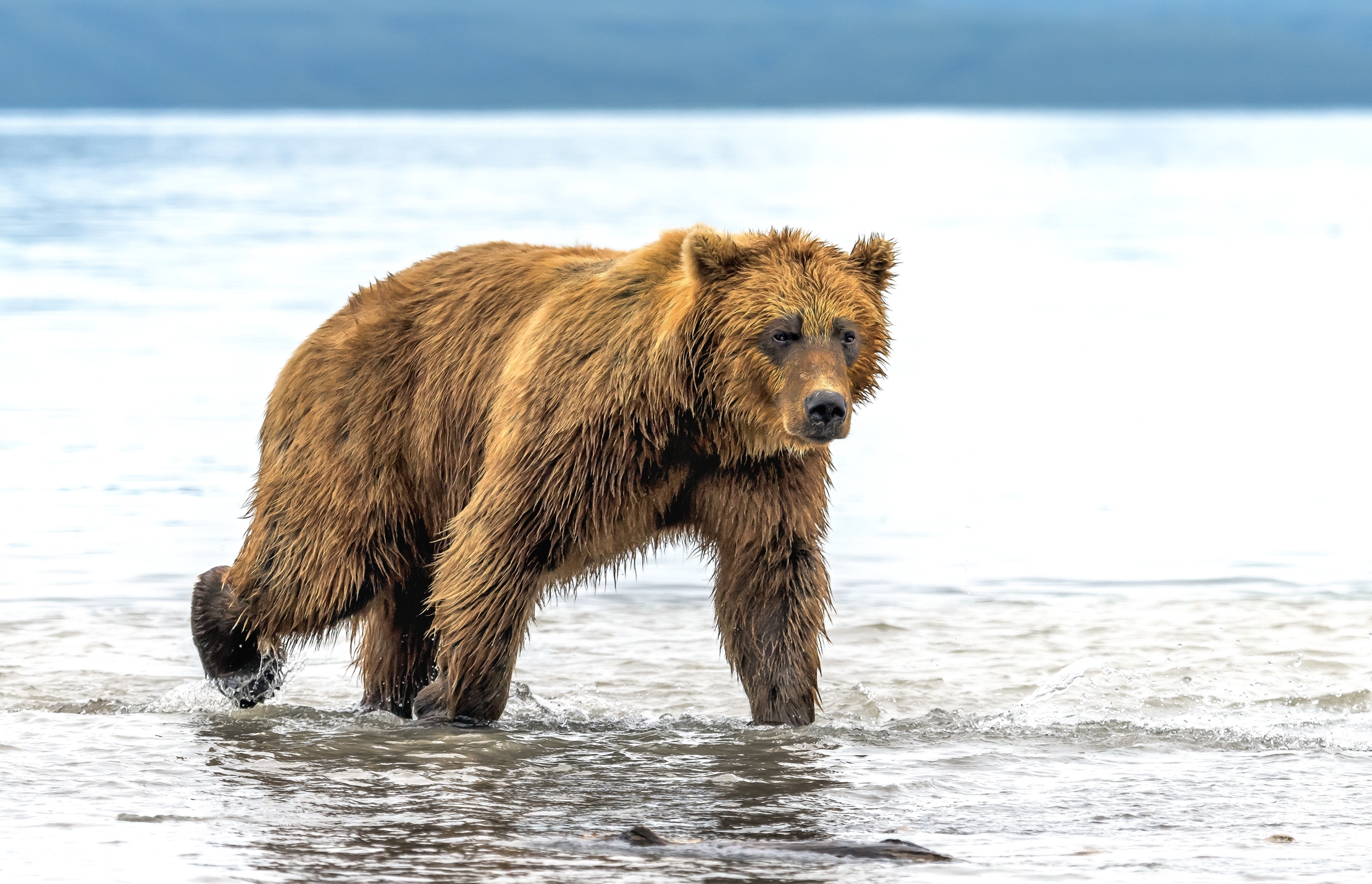 Kamchatka 2016 - Bear