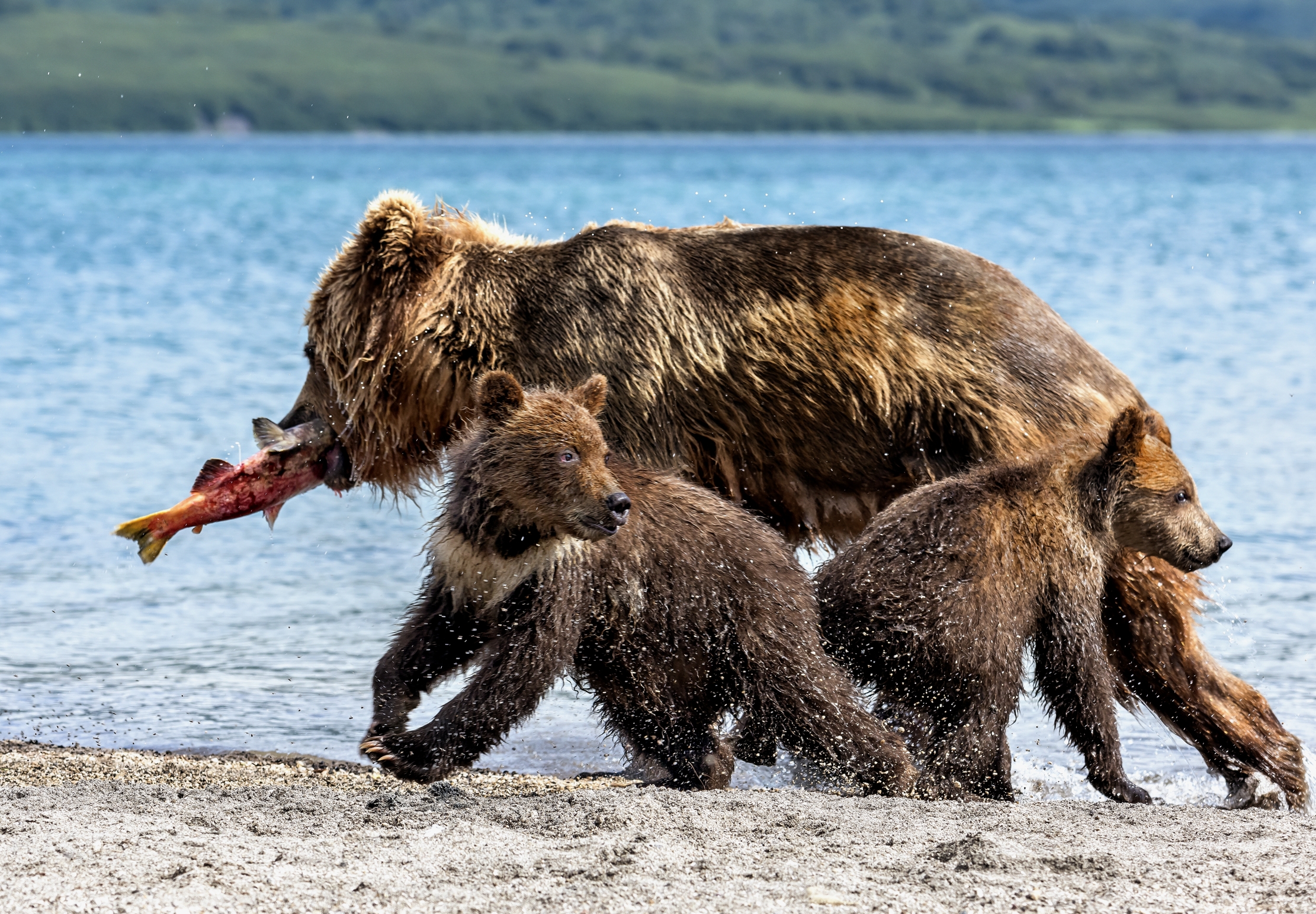 Kamchatka 2016 - Tensione