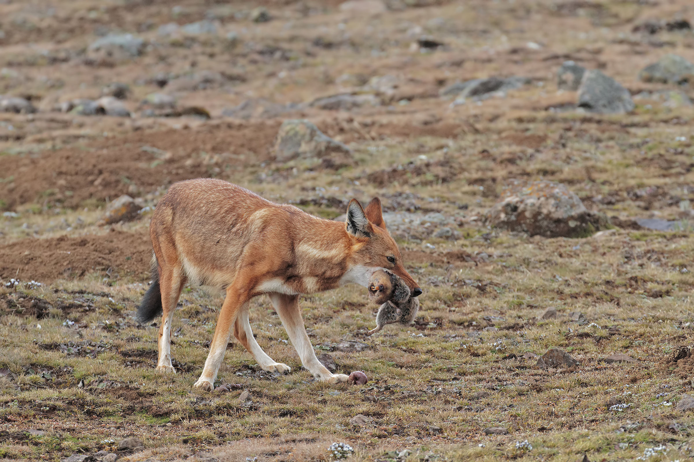 Wolf Simien with Mole Rat
