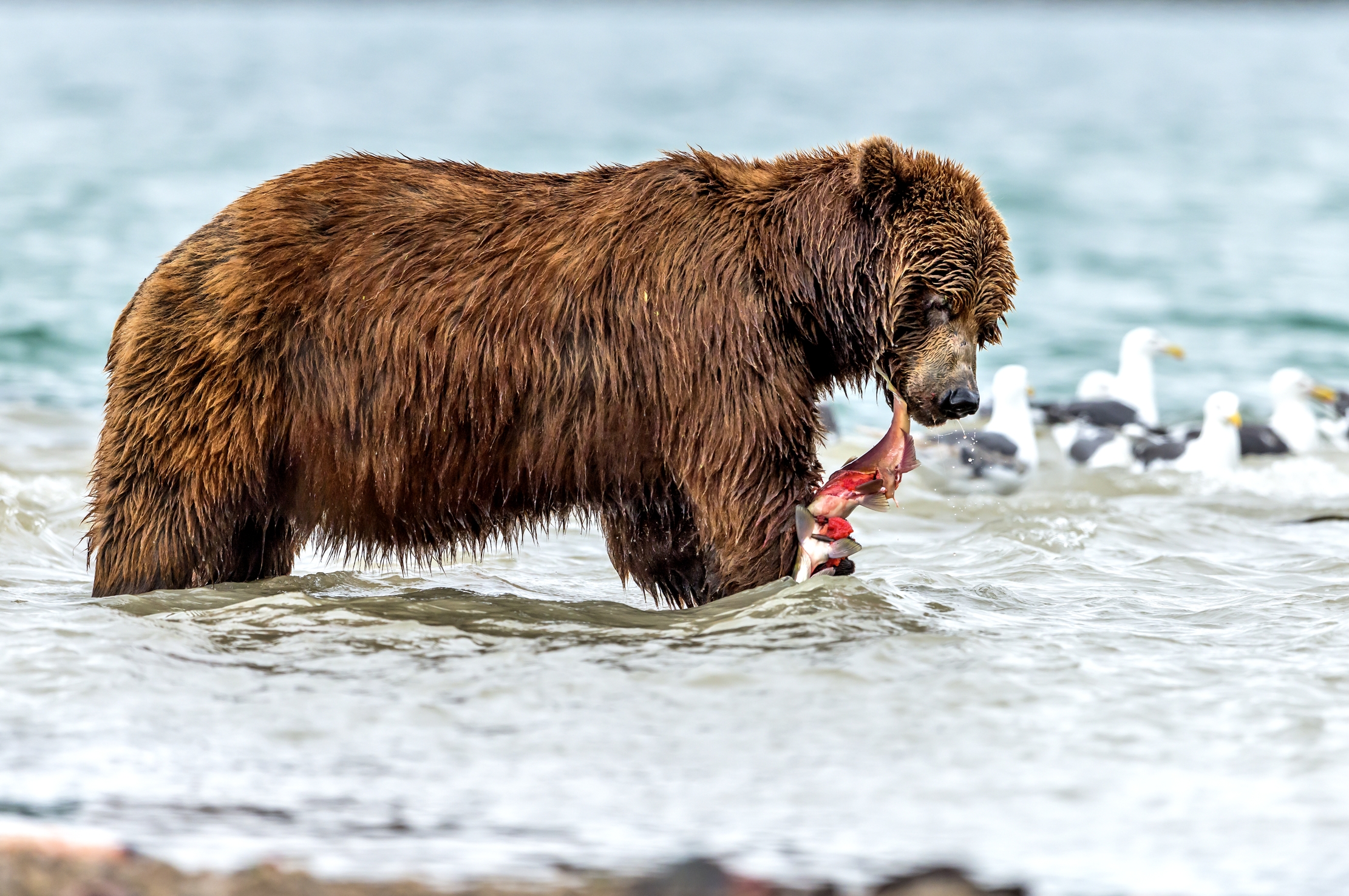 Kamchatka 2016 - Snack