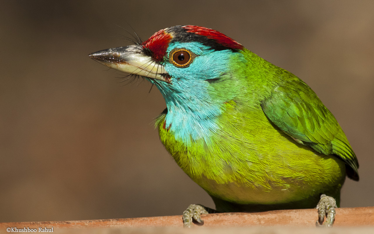 The blue-throated barbet (Psilopogon asiaticus)