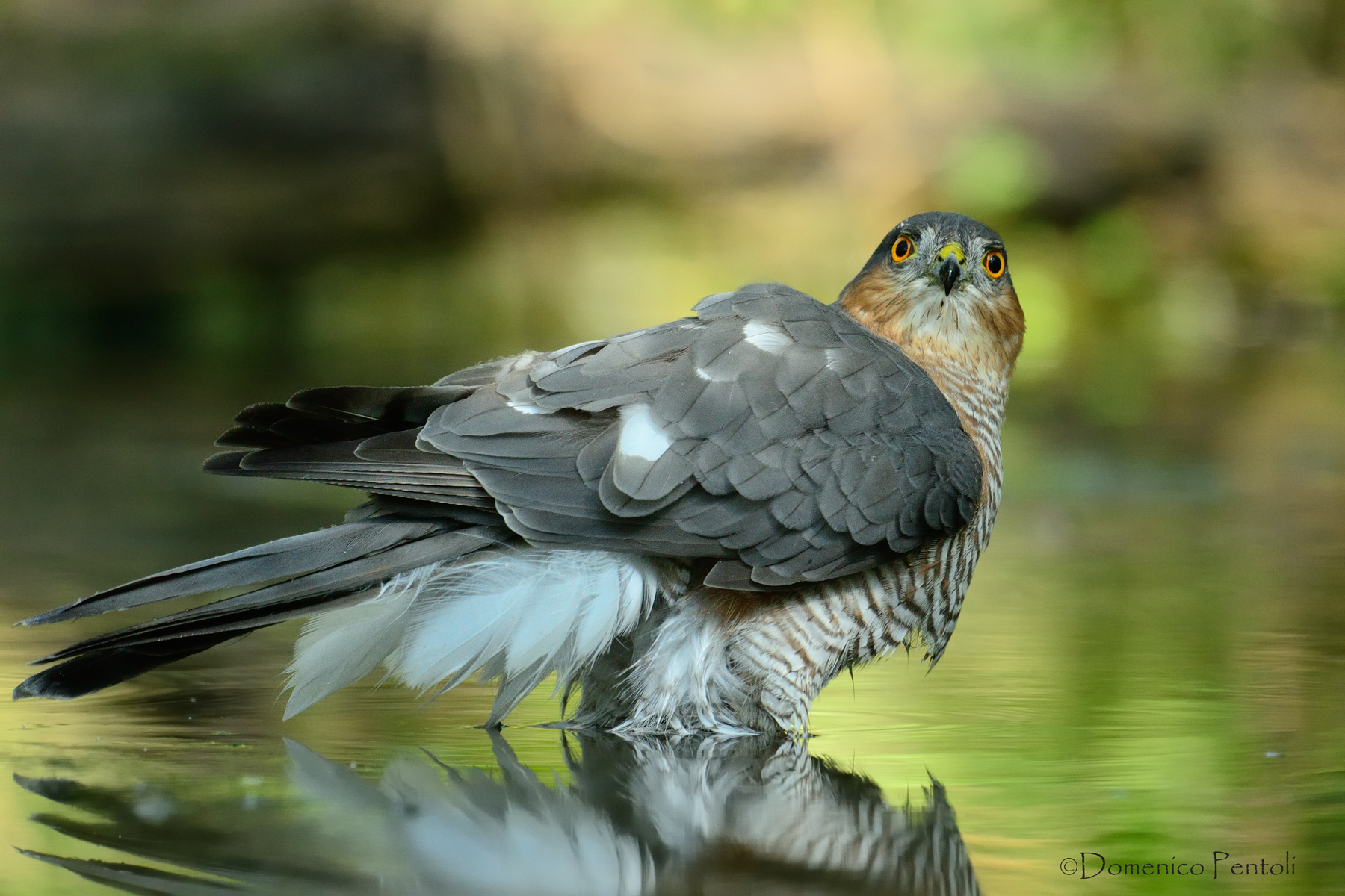 Sparviere all'abbeverata