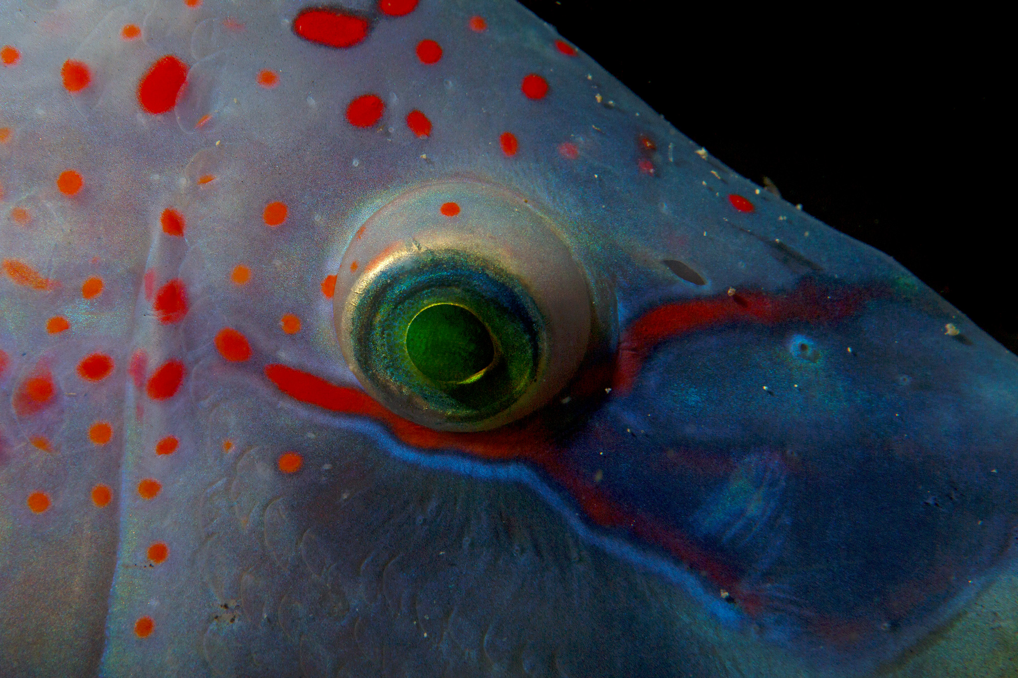 Mediterranean colors