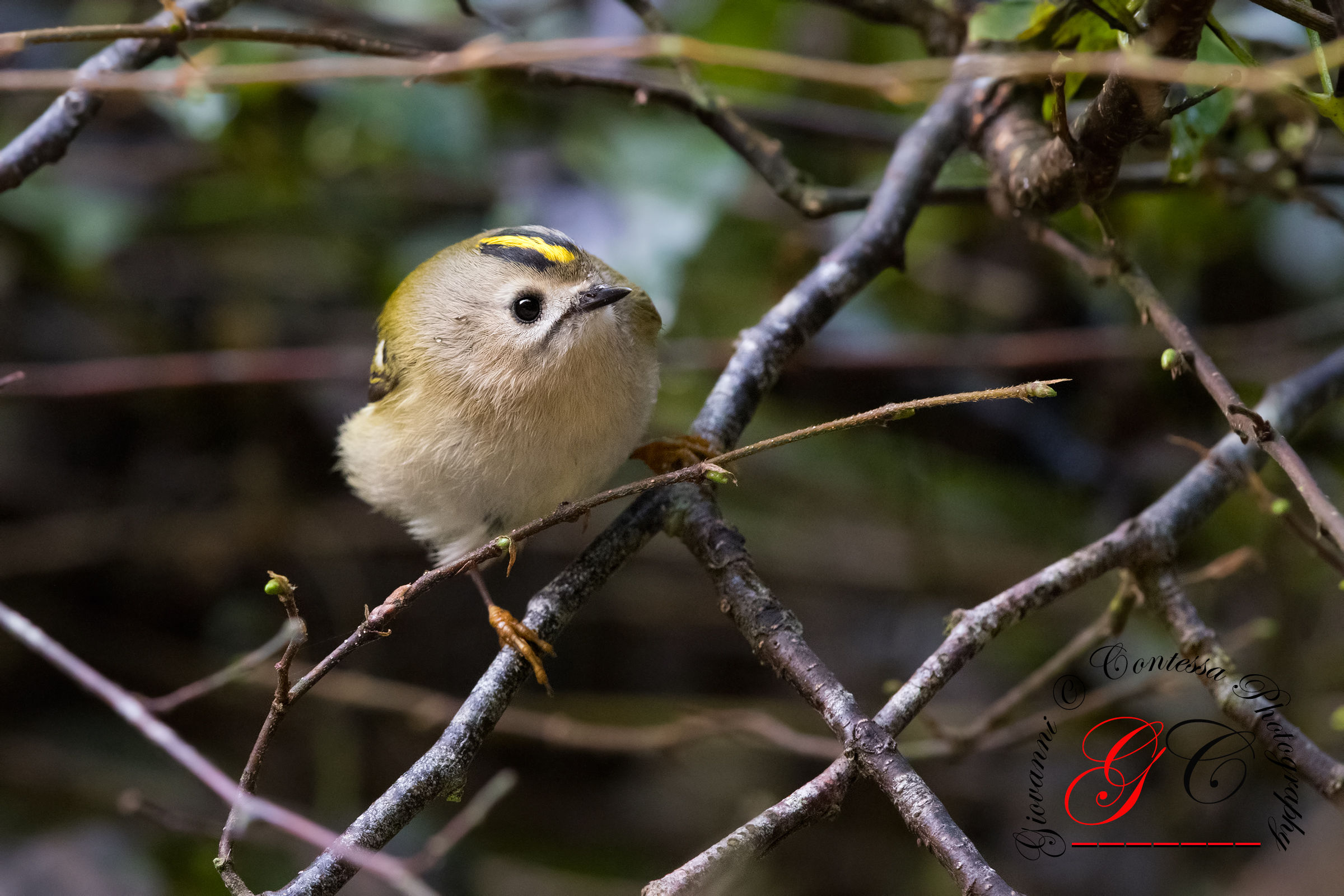 regolo il piccolino ...