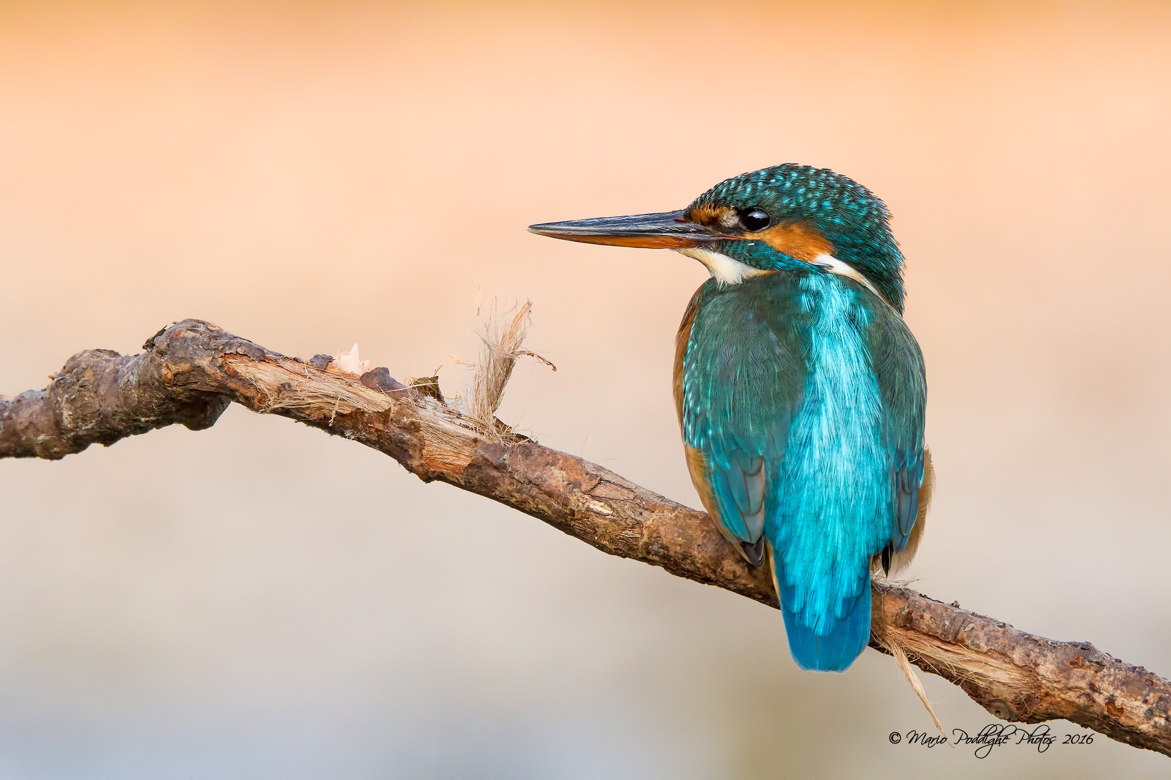 All 'shadow of the' last of the sun ..