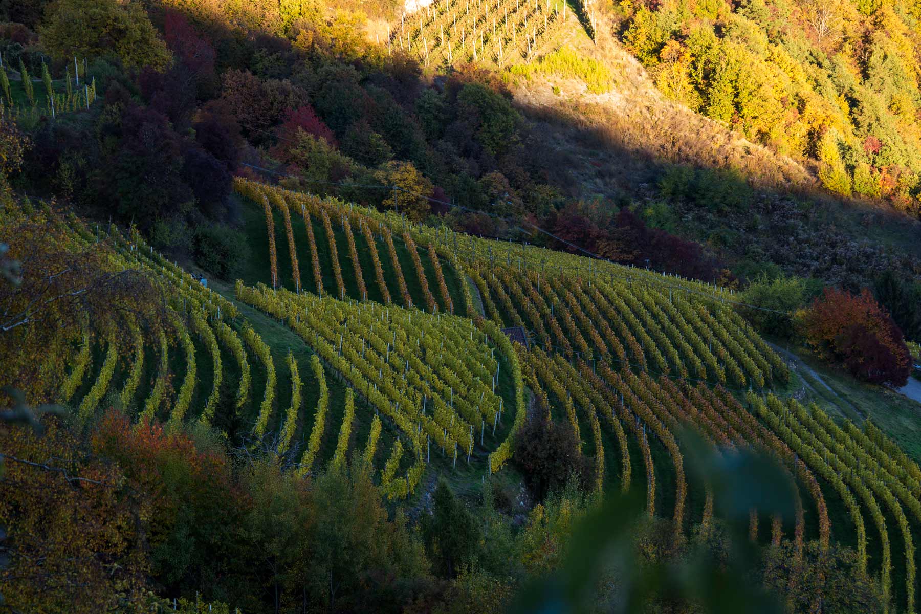 Vineyards (Feldthurns)