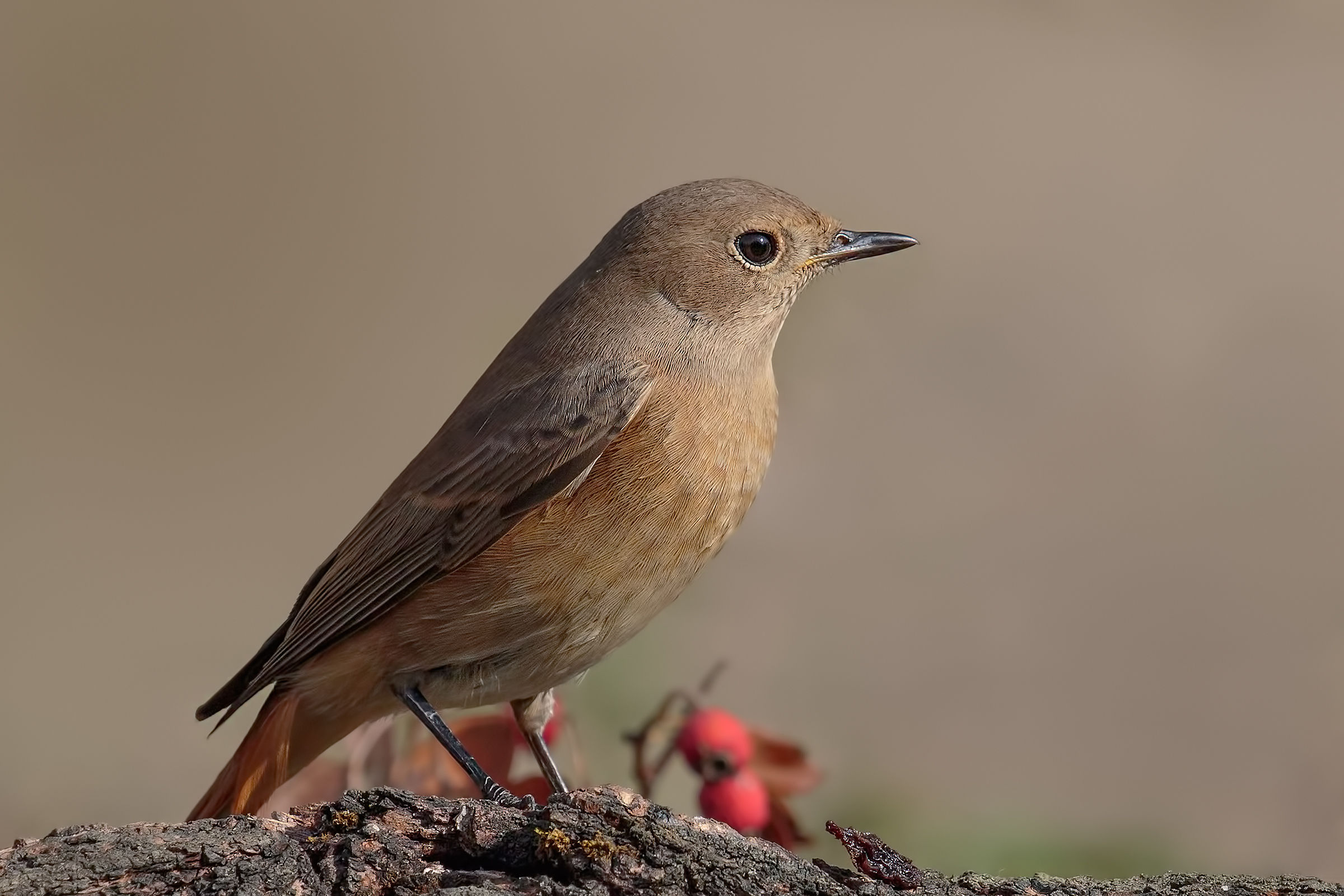 Redstart (Phoenicurus phoenicurus)