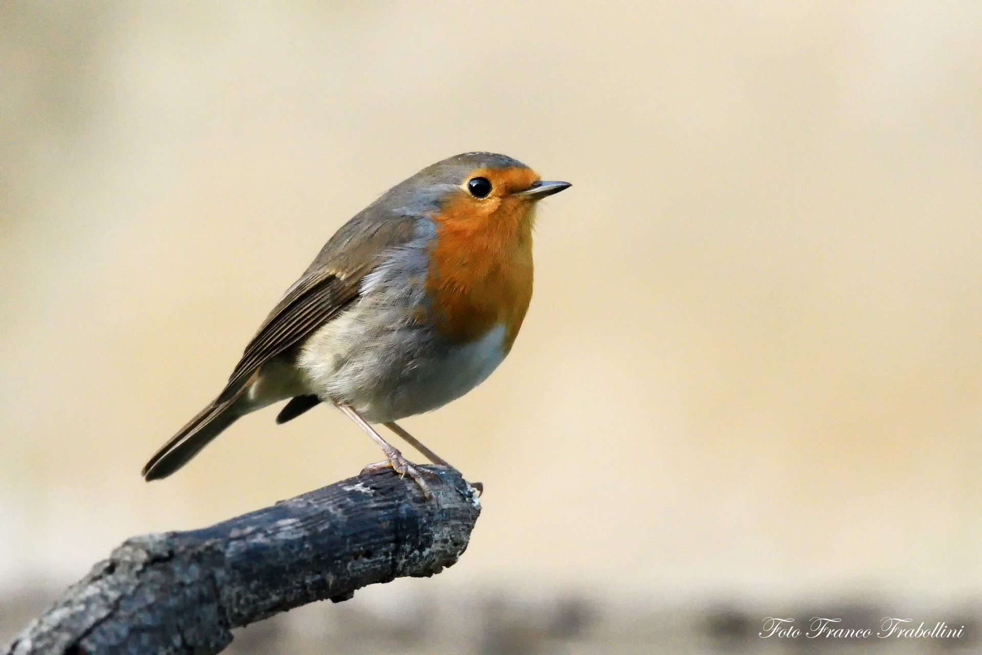 Robin