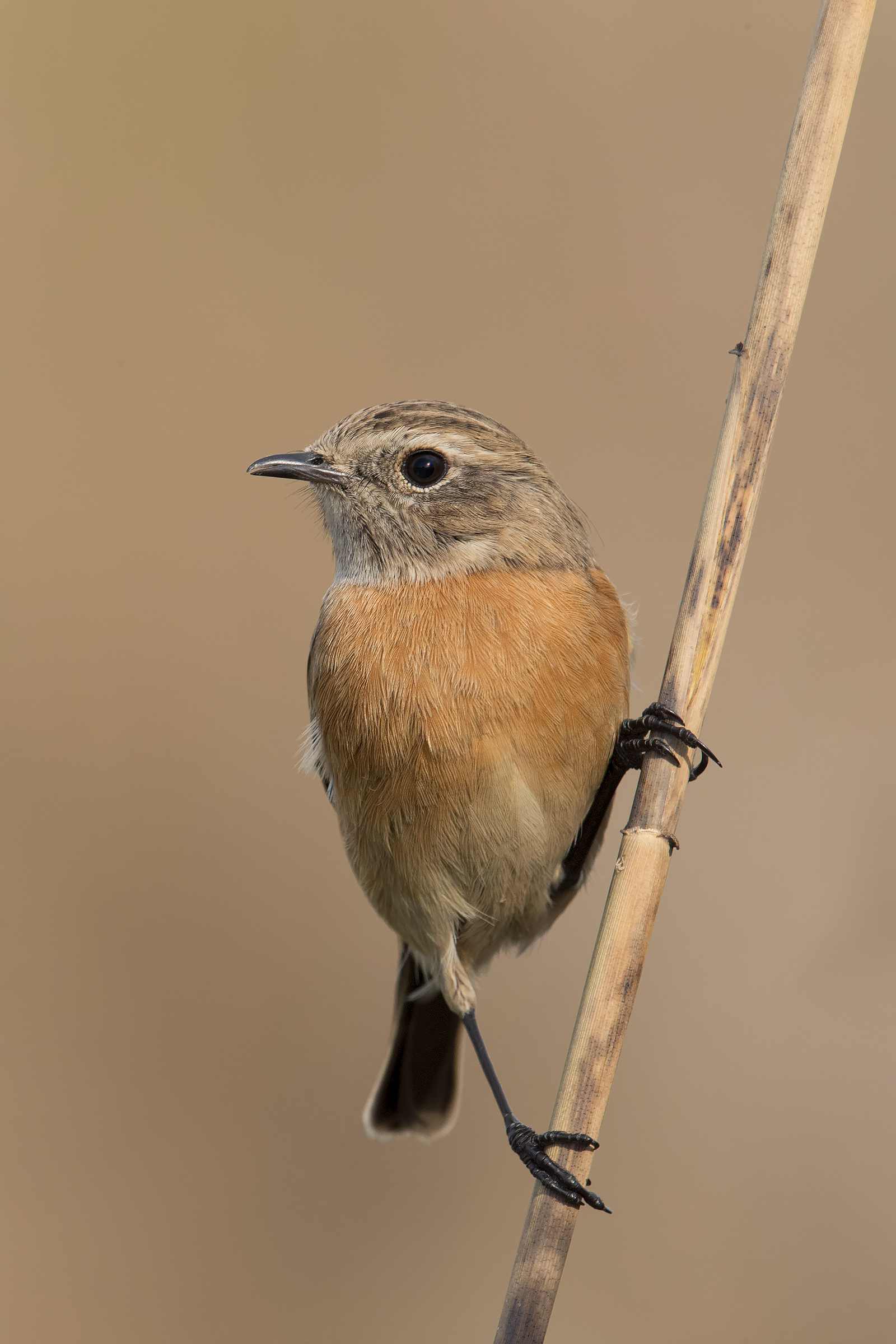 stonechat