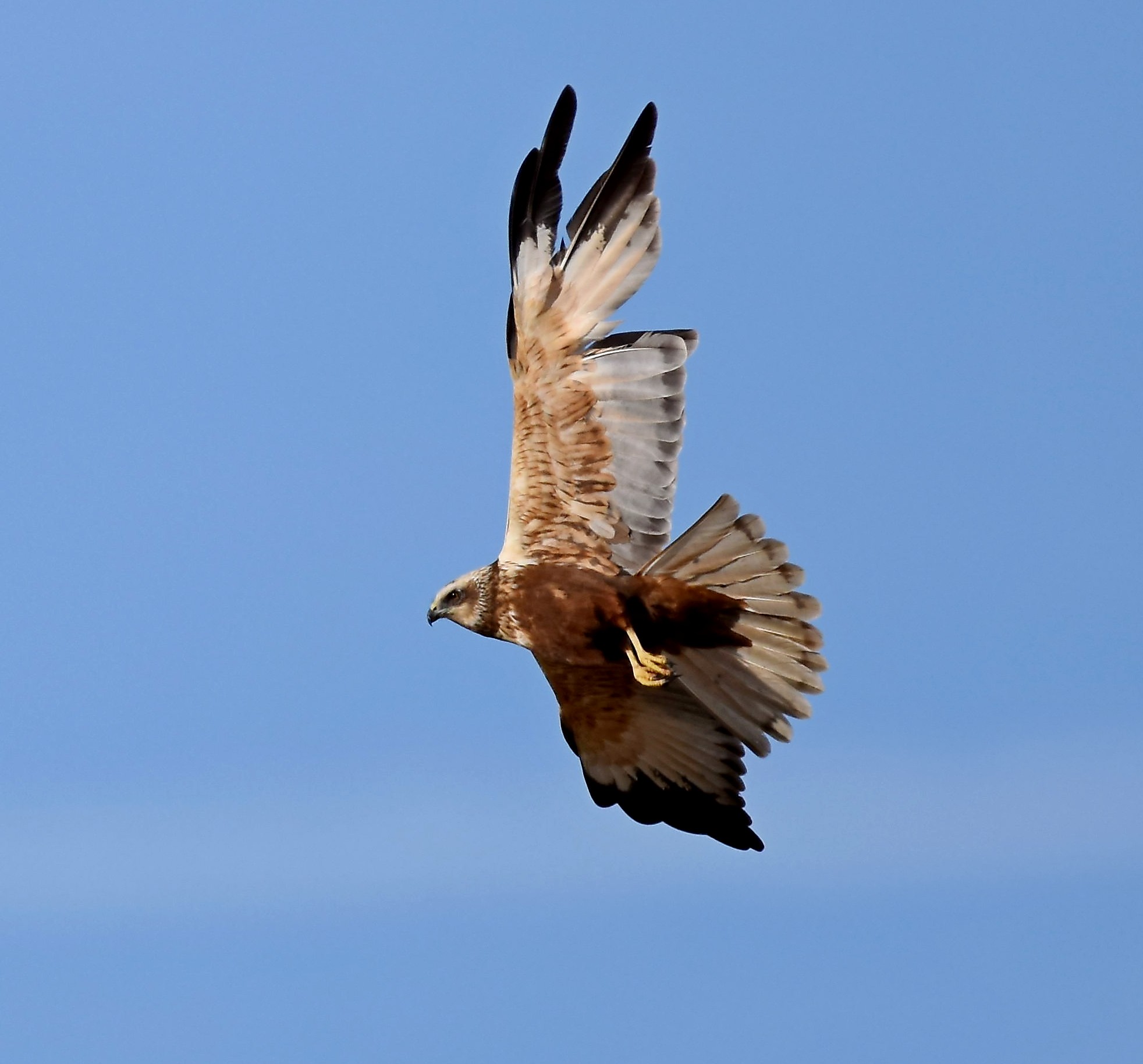 Marsh harrier (M)