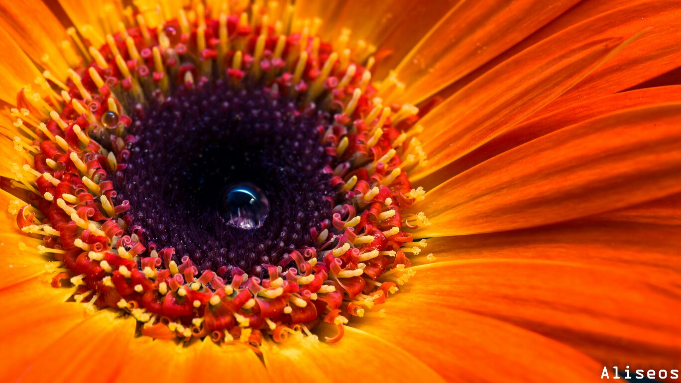 50 sfumature di arancione