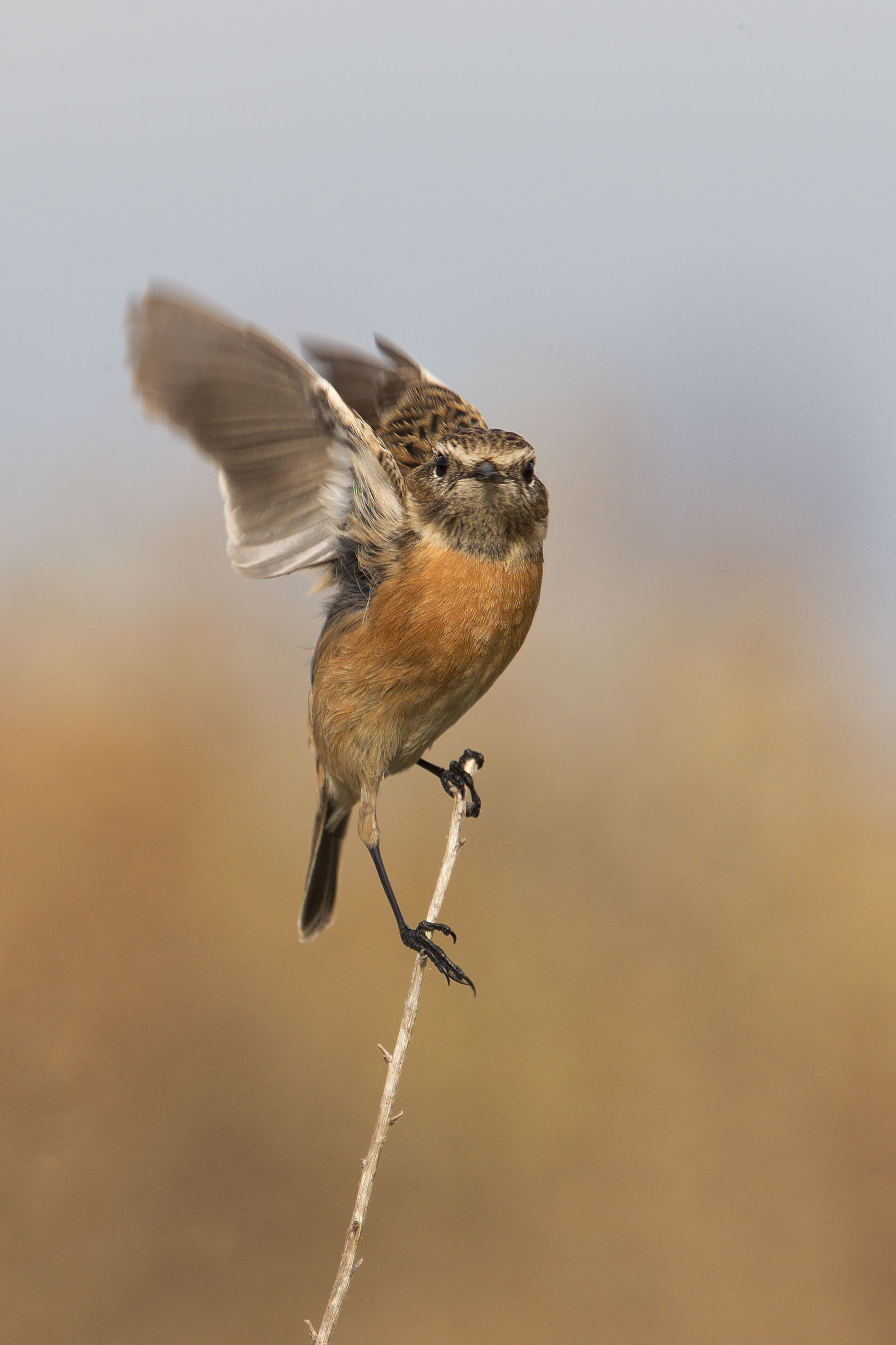 stonechat