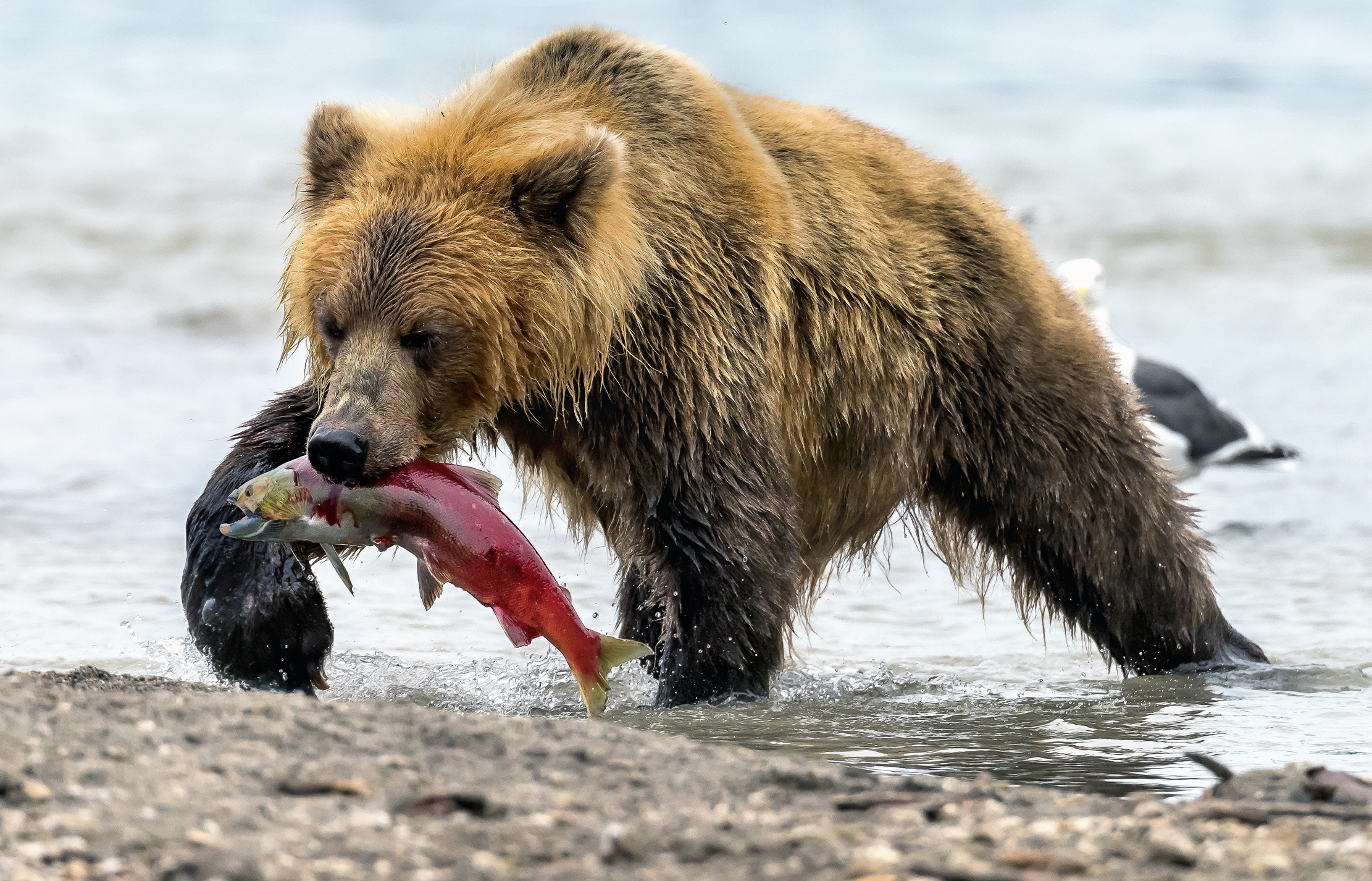 Kamchatka 2016 - Ritorno dalla pesca