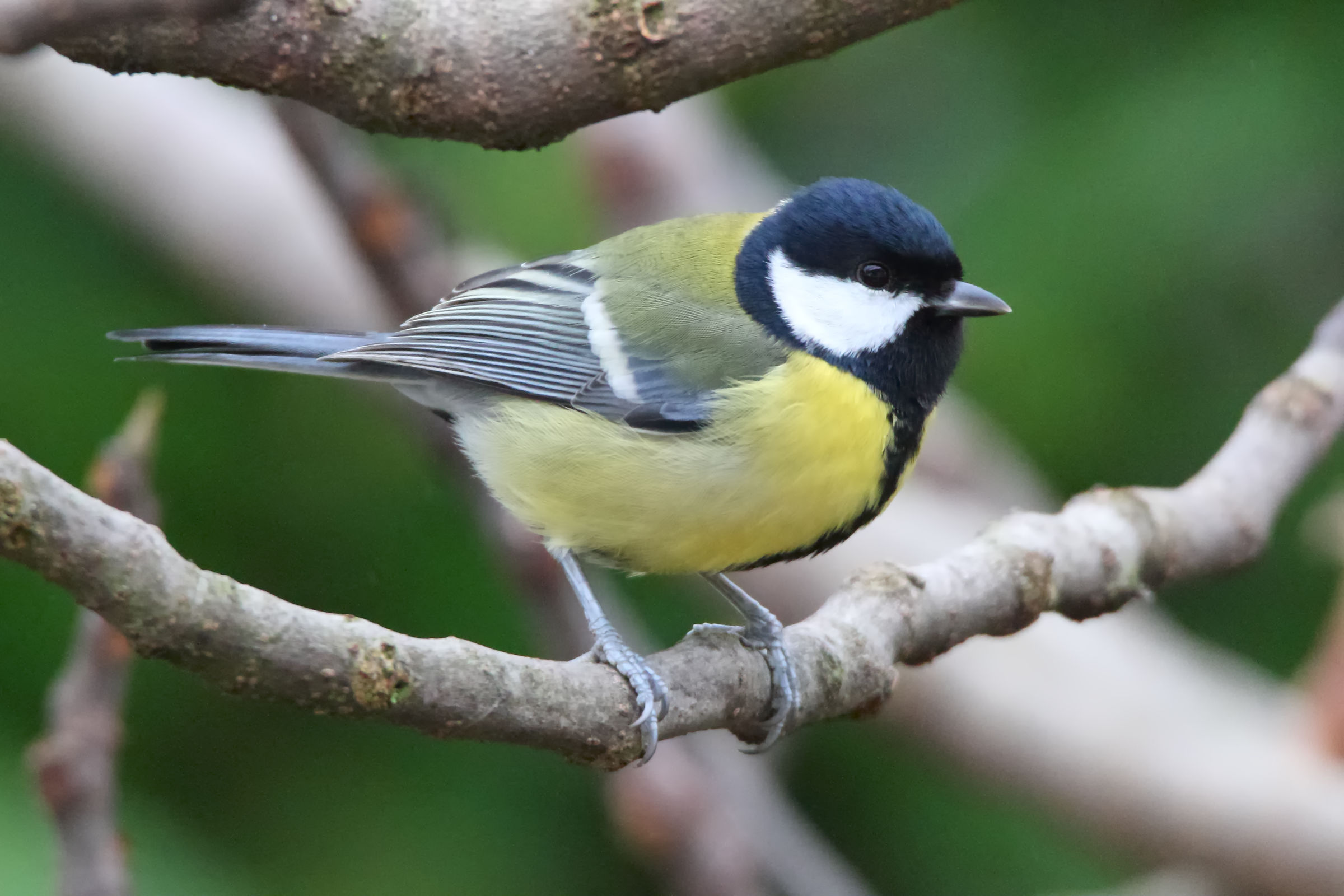 The Great Tit closely, finally!