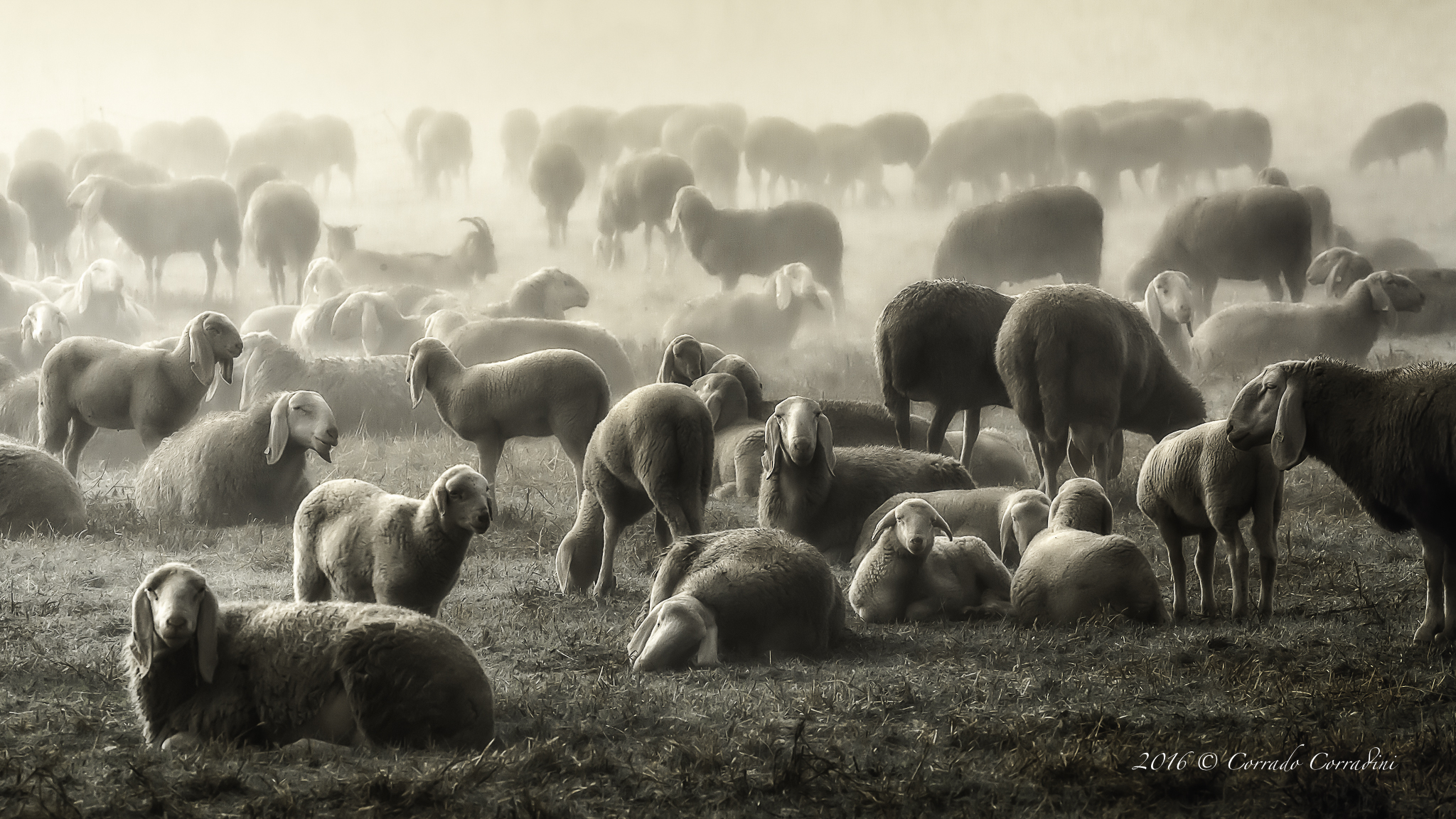 Come la verità è nel silenzio, la forza &egrav...