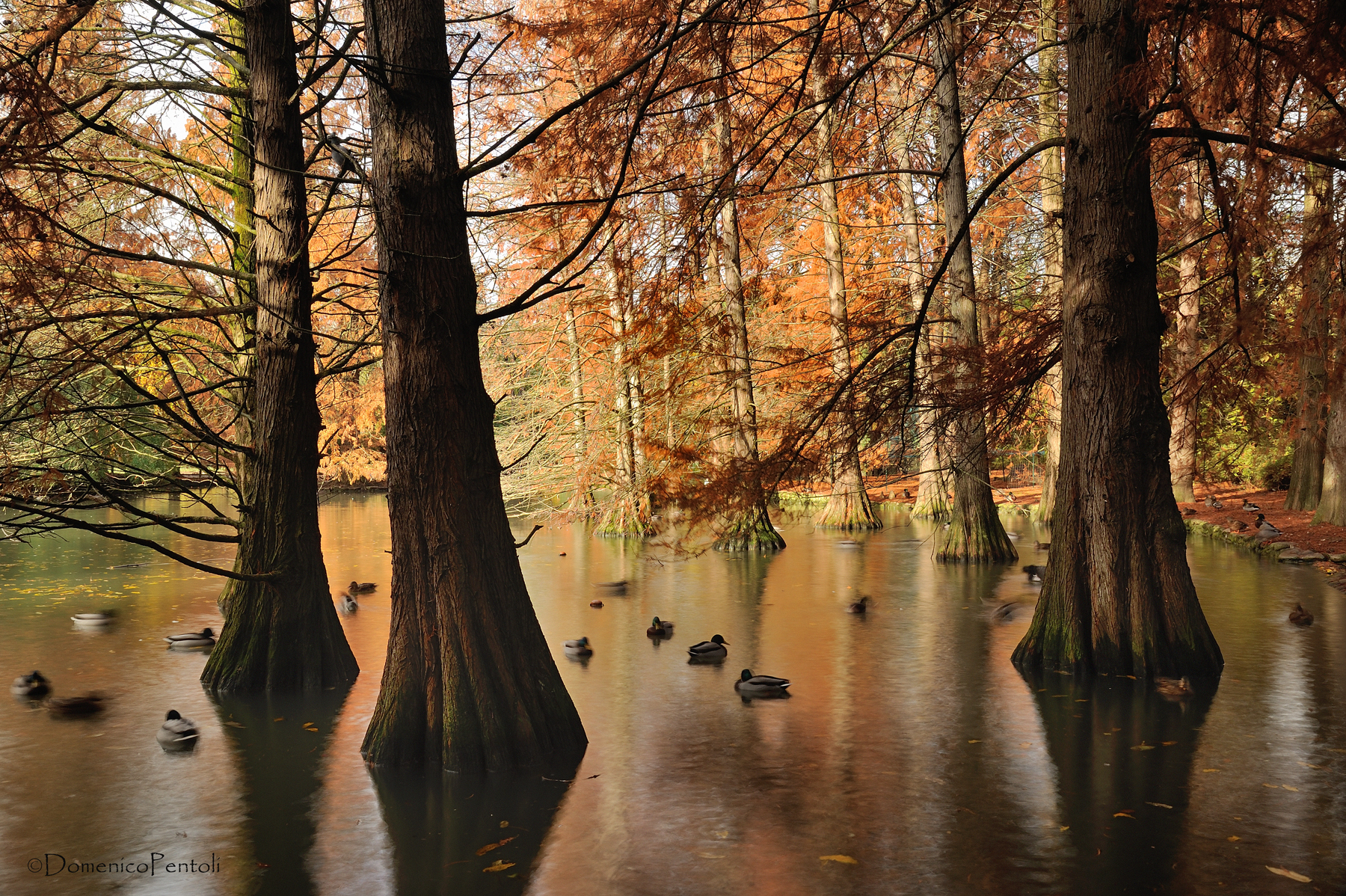 I colori dell'autunno