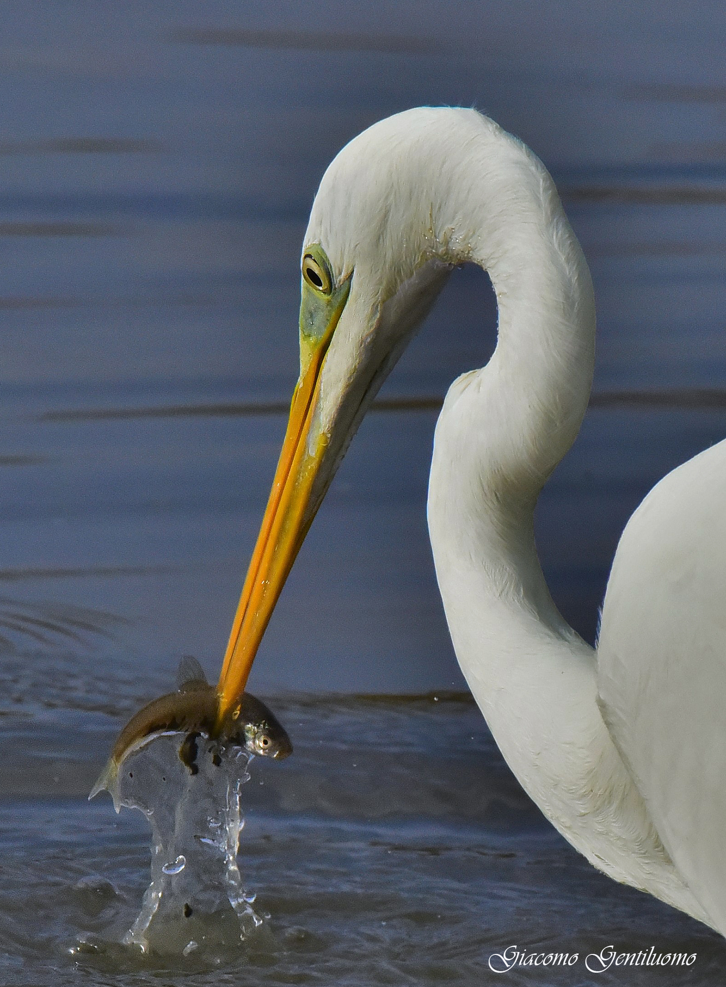 Heron and prey