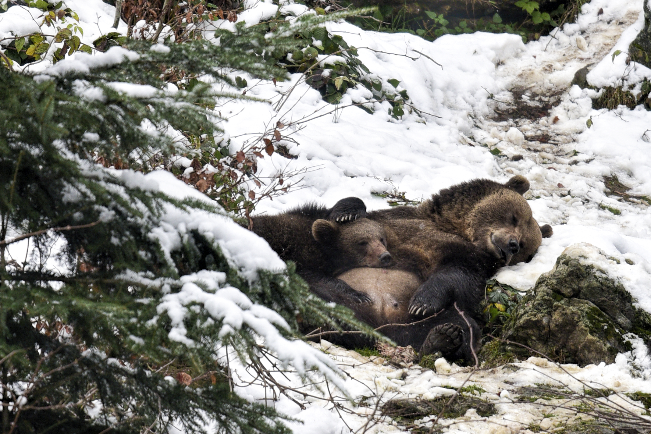 Le coccole di mamma orsa