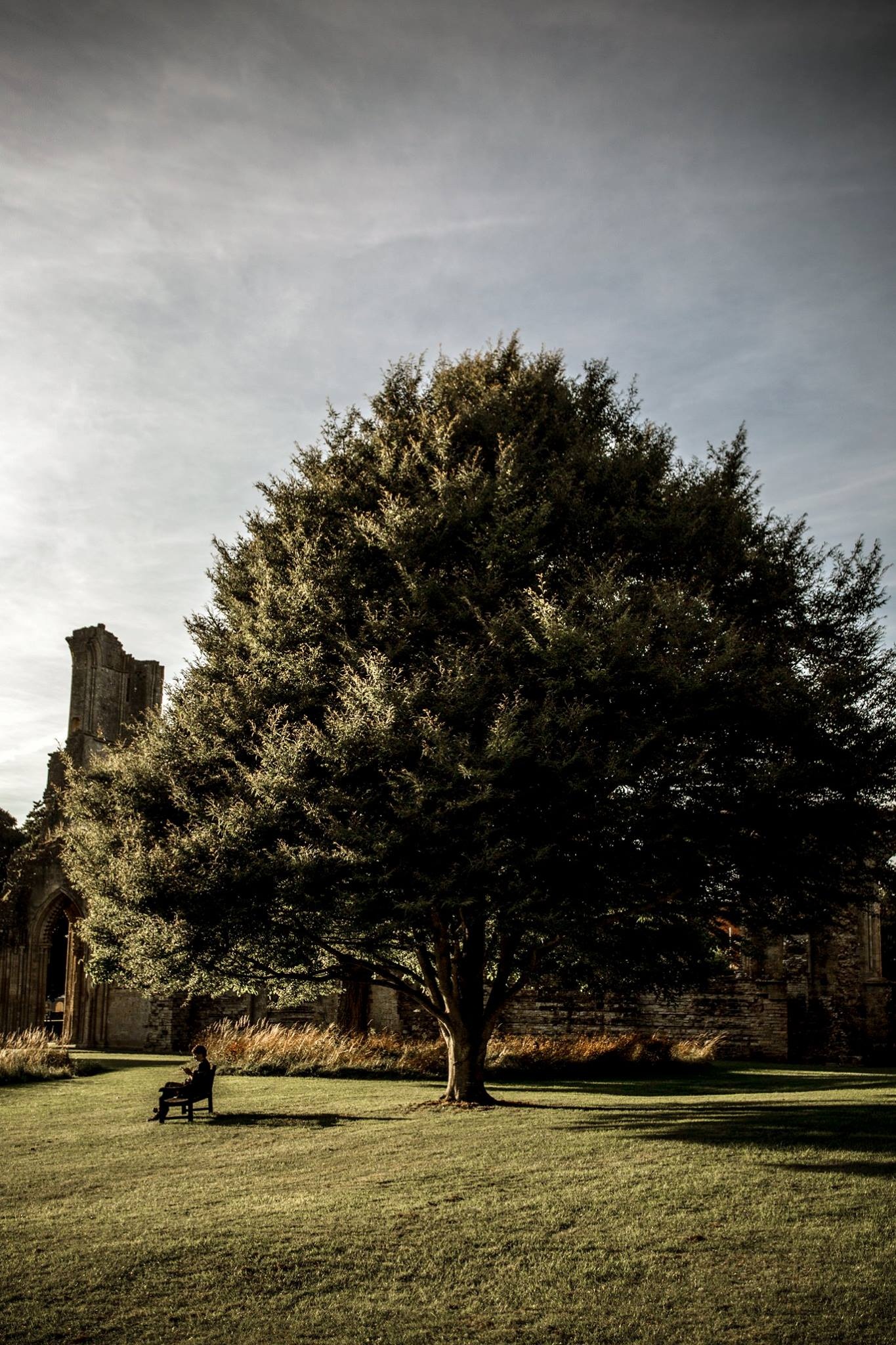 Sotto il cipresso in Cornovaglia