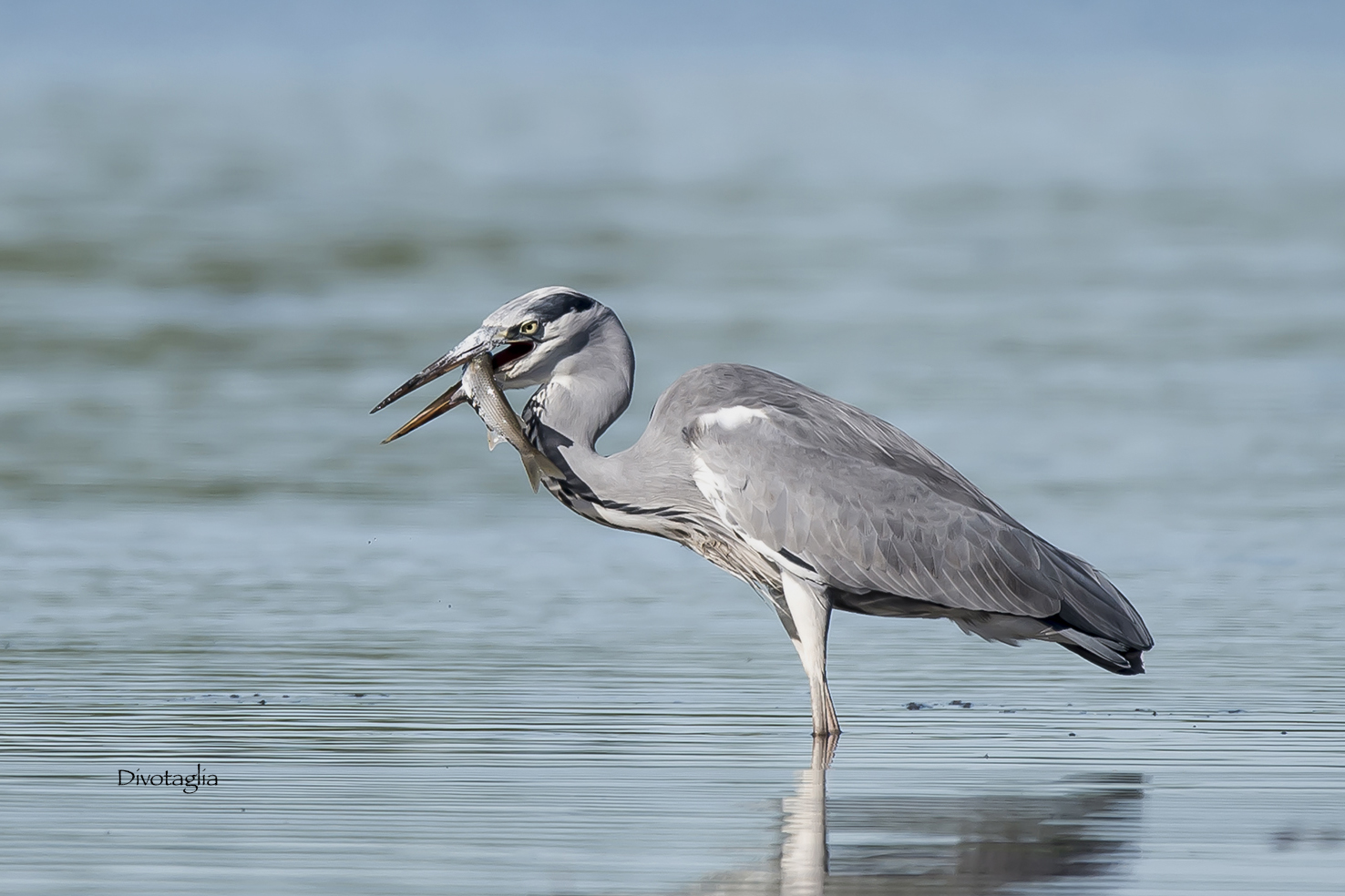 Grey Heron (Ardea cinerea)