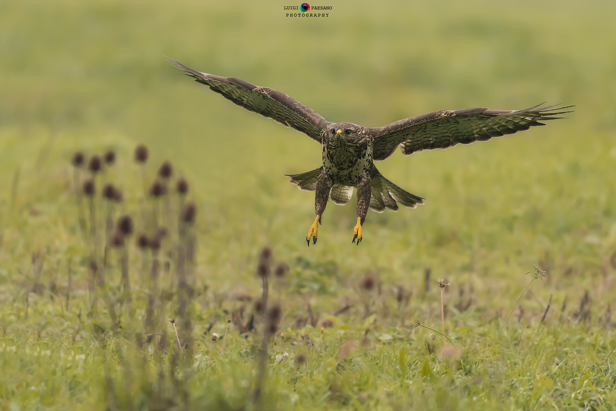 Buzzard
