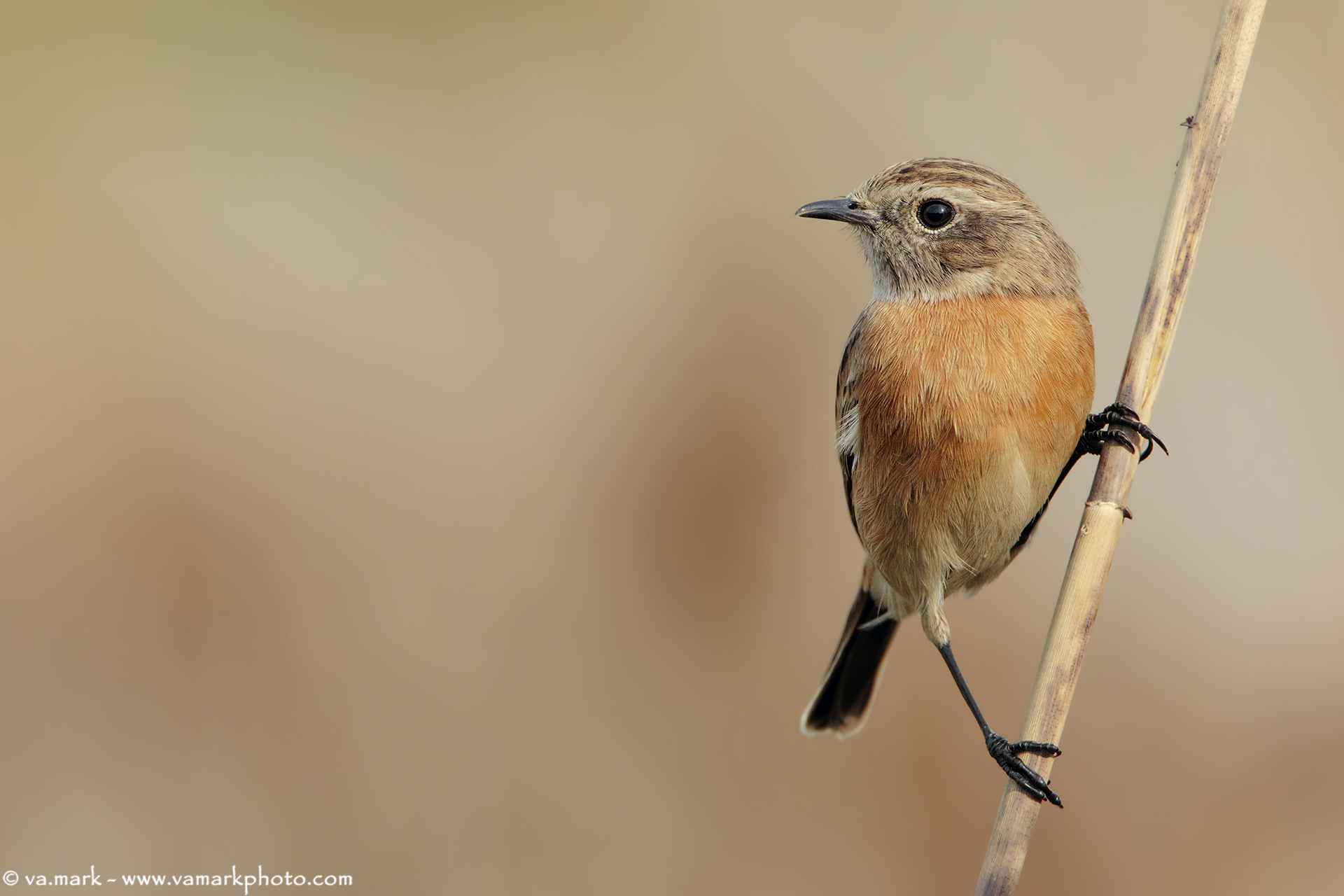 Stonechat (f)