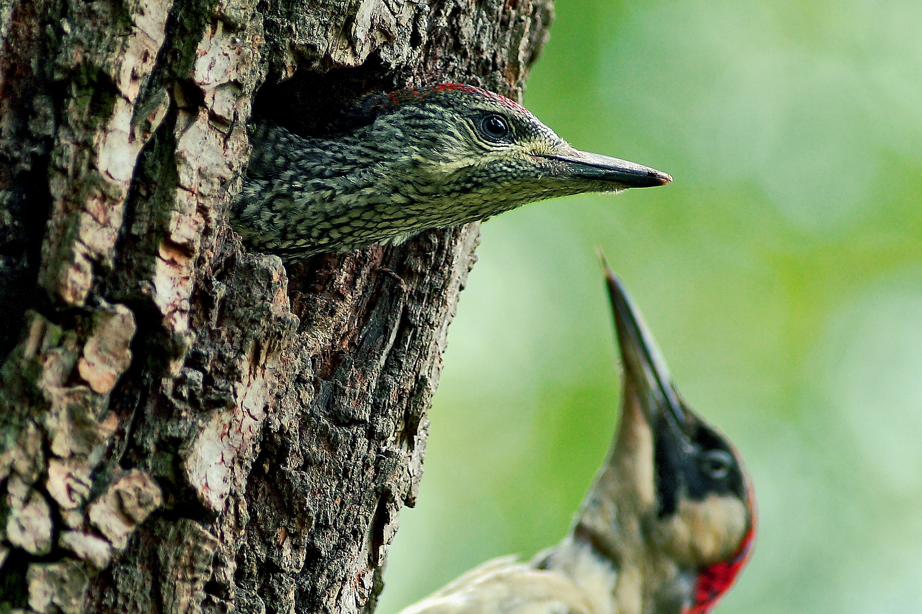 Giovane picchio verde poco prima dell'involo.