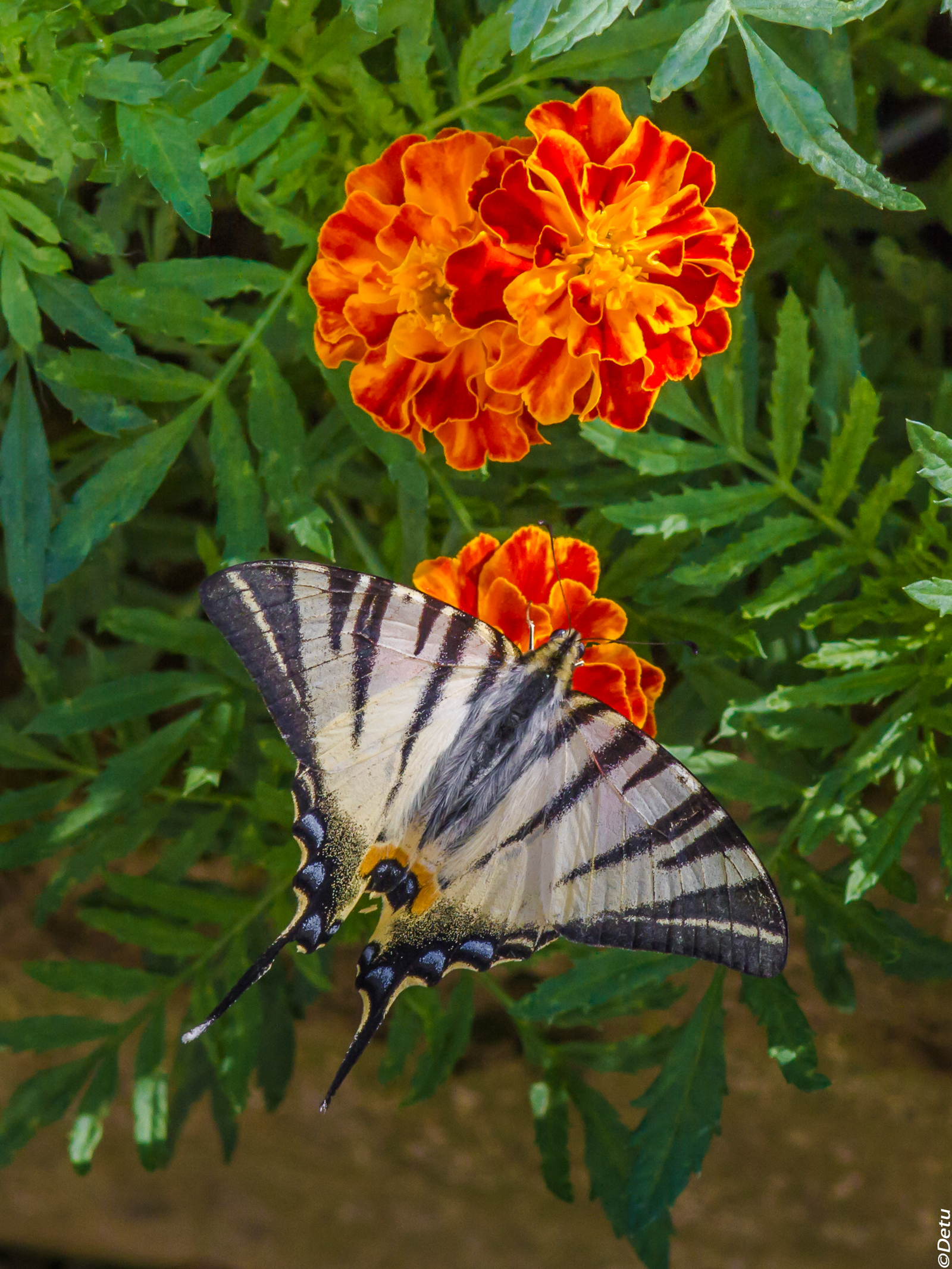 Iphiclides podalirius