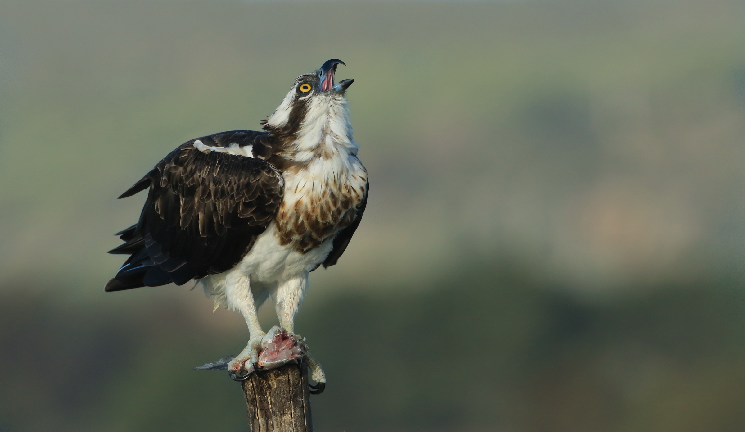 the cry of the osprey