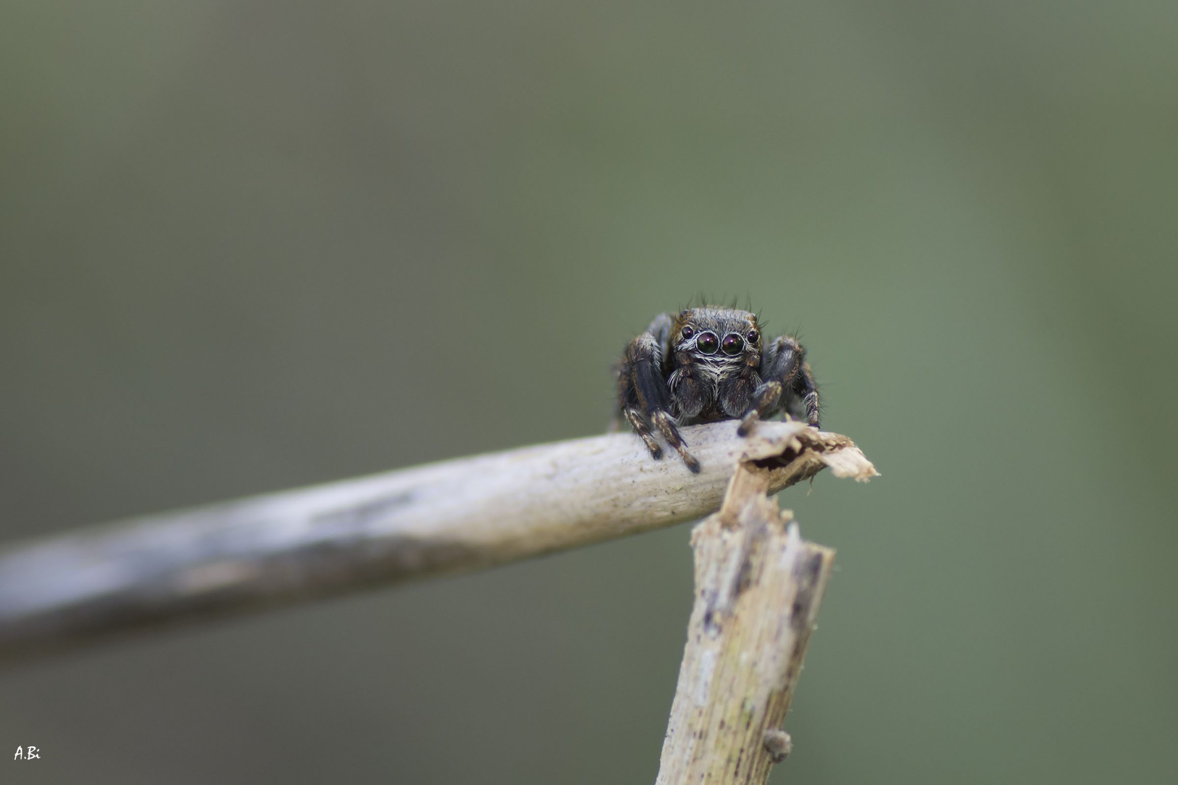 Ooops! I broke the branch!