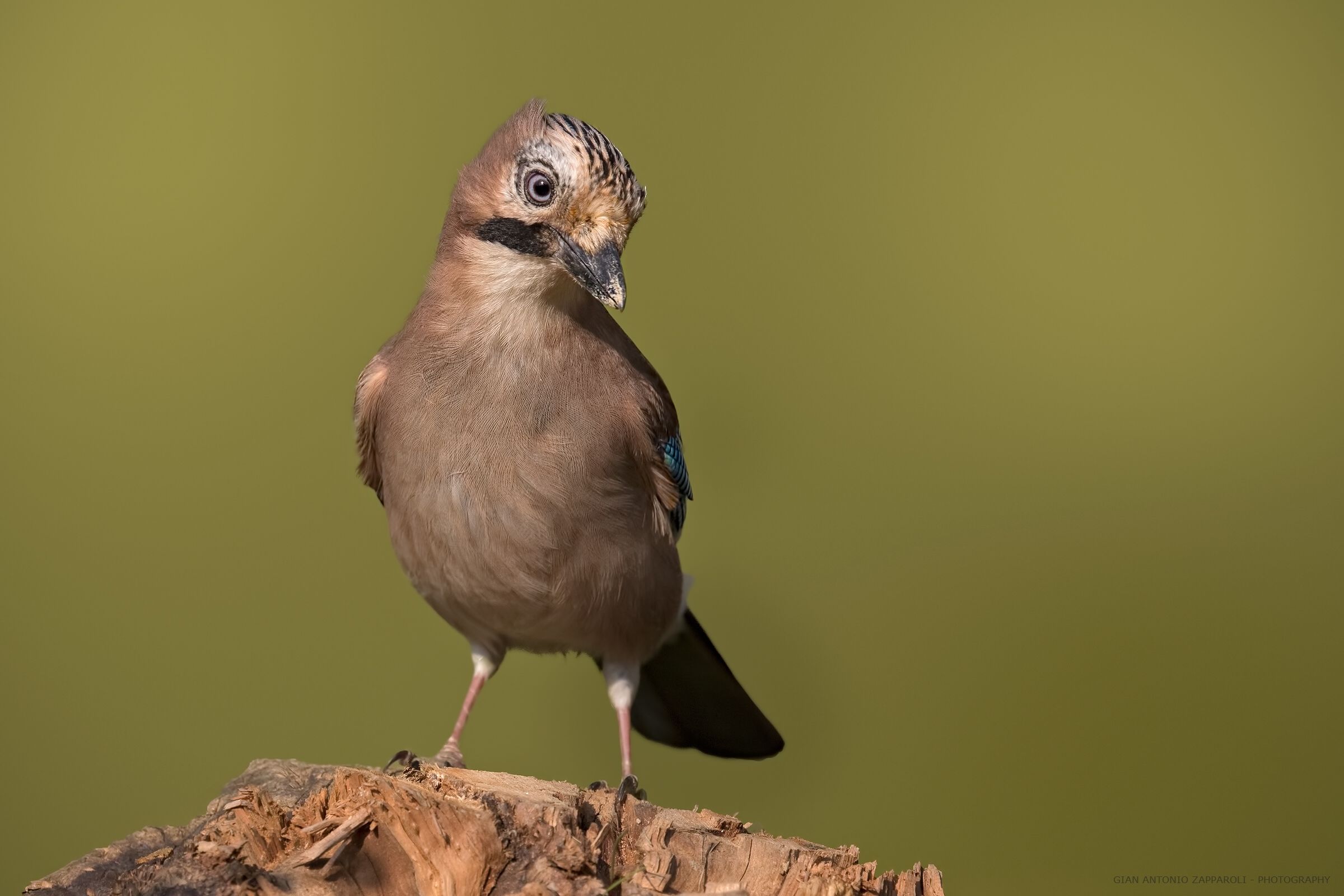 Jay (Garrulus glandarius)