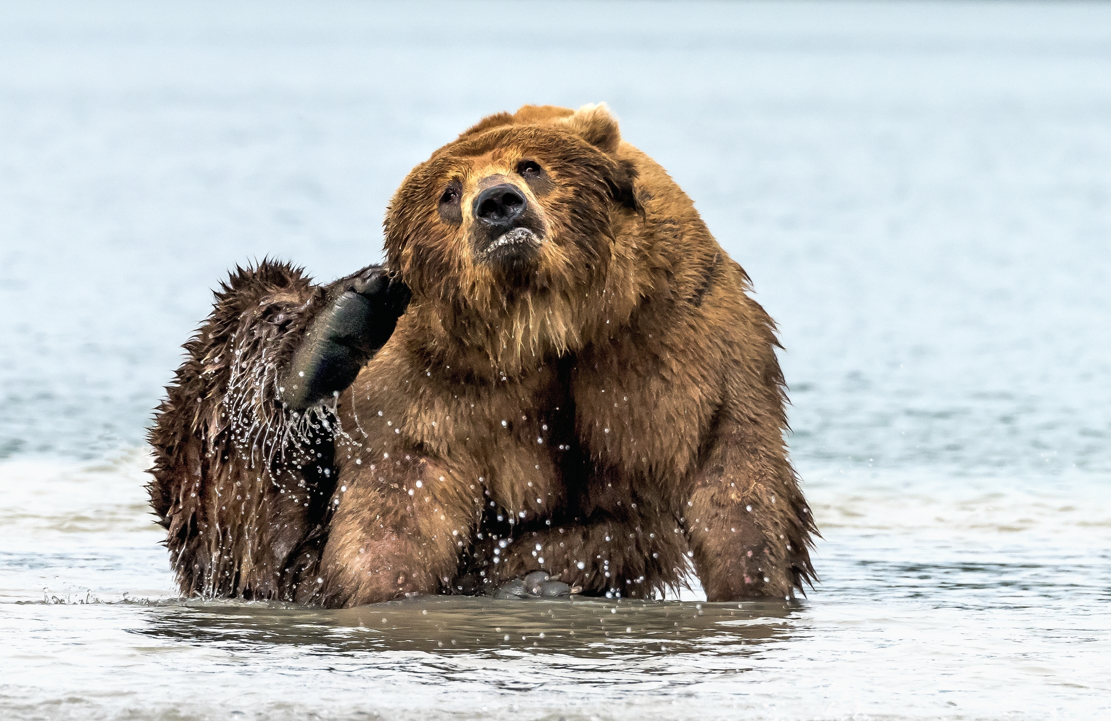 Kamchatka 2016 - Grattatina