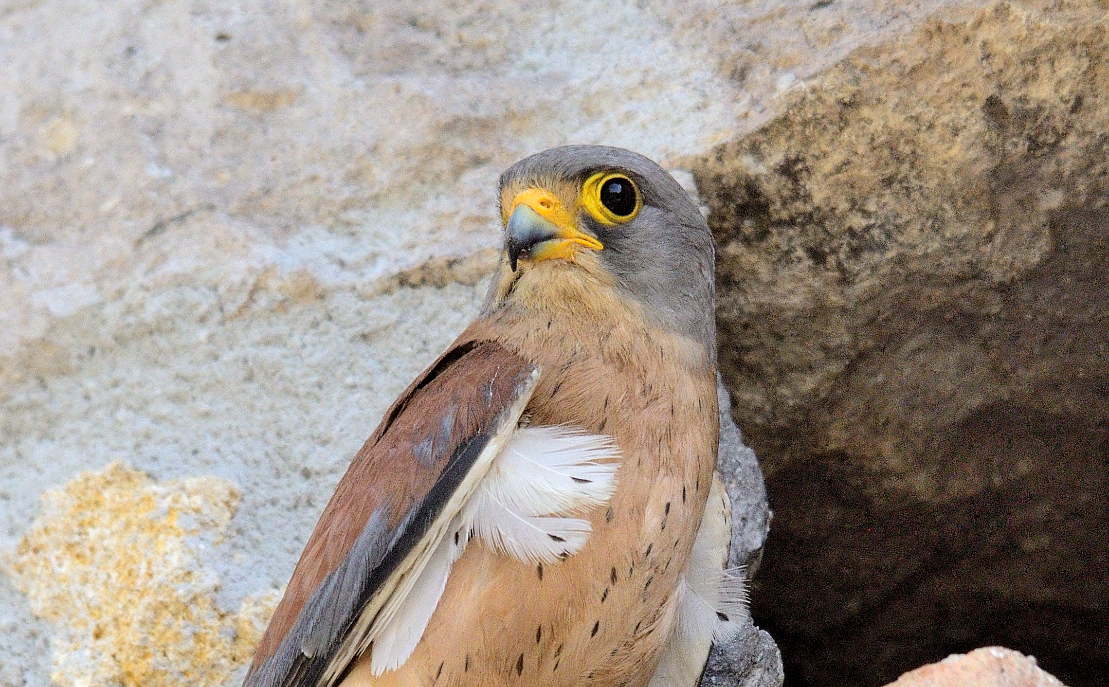 Ritratto del grillaio