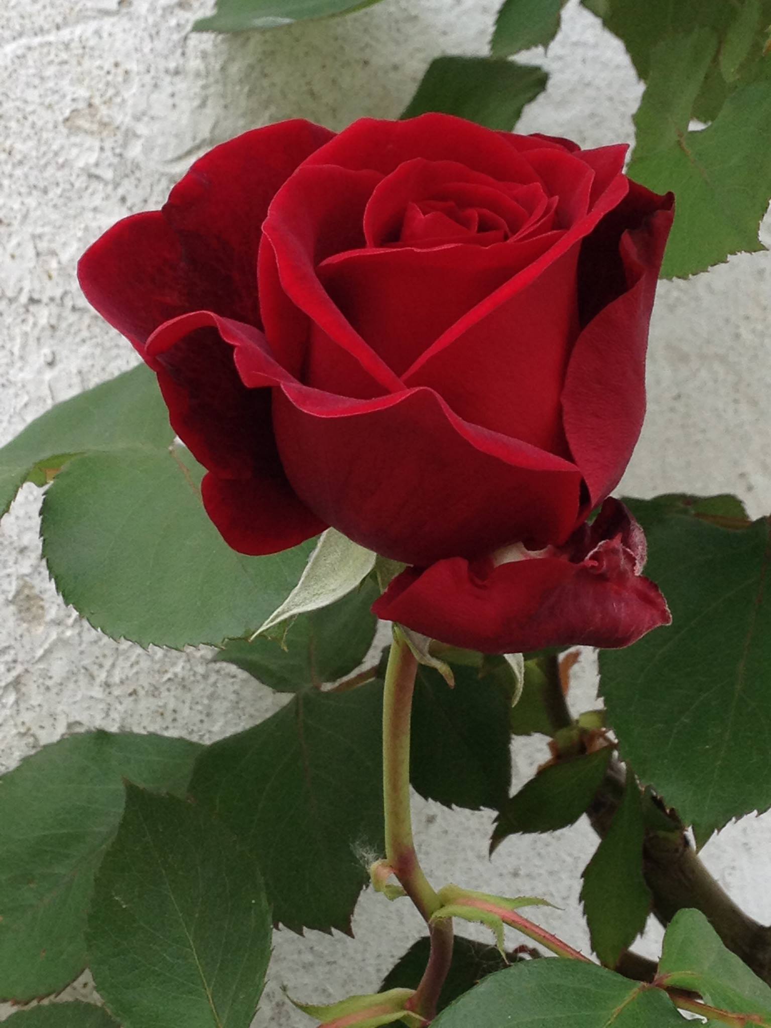 red rose .... Violence Women