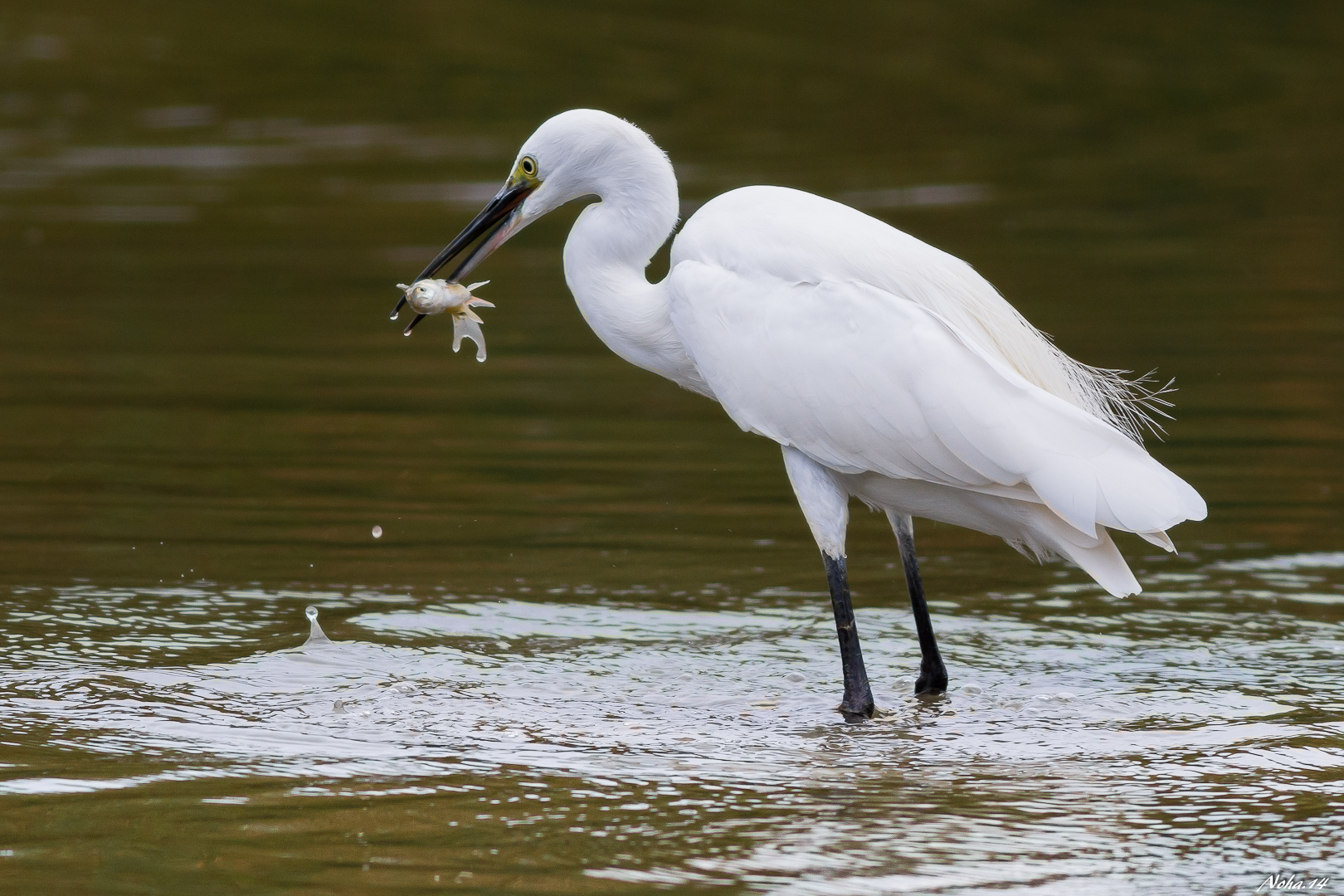 Skewered ... and now?