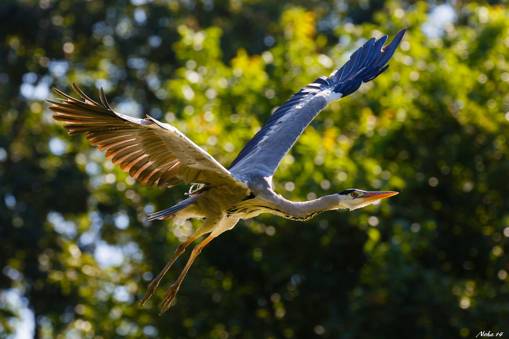 Flying through the Shine