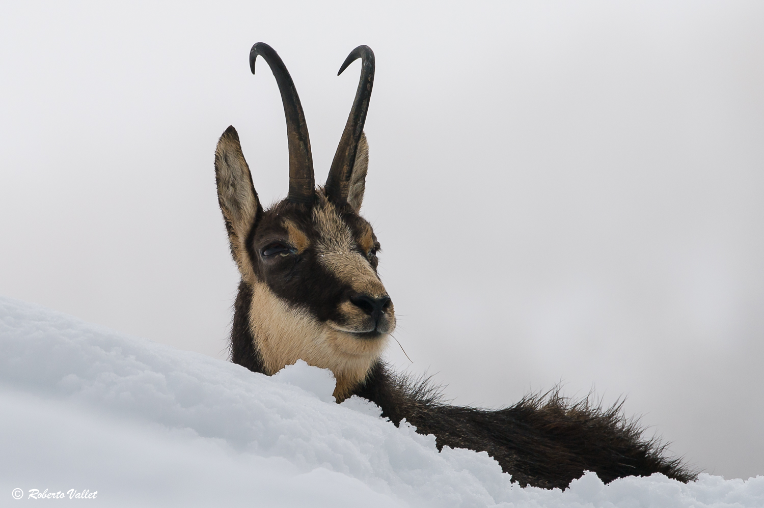 Assortp in thought ...