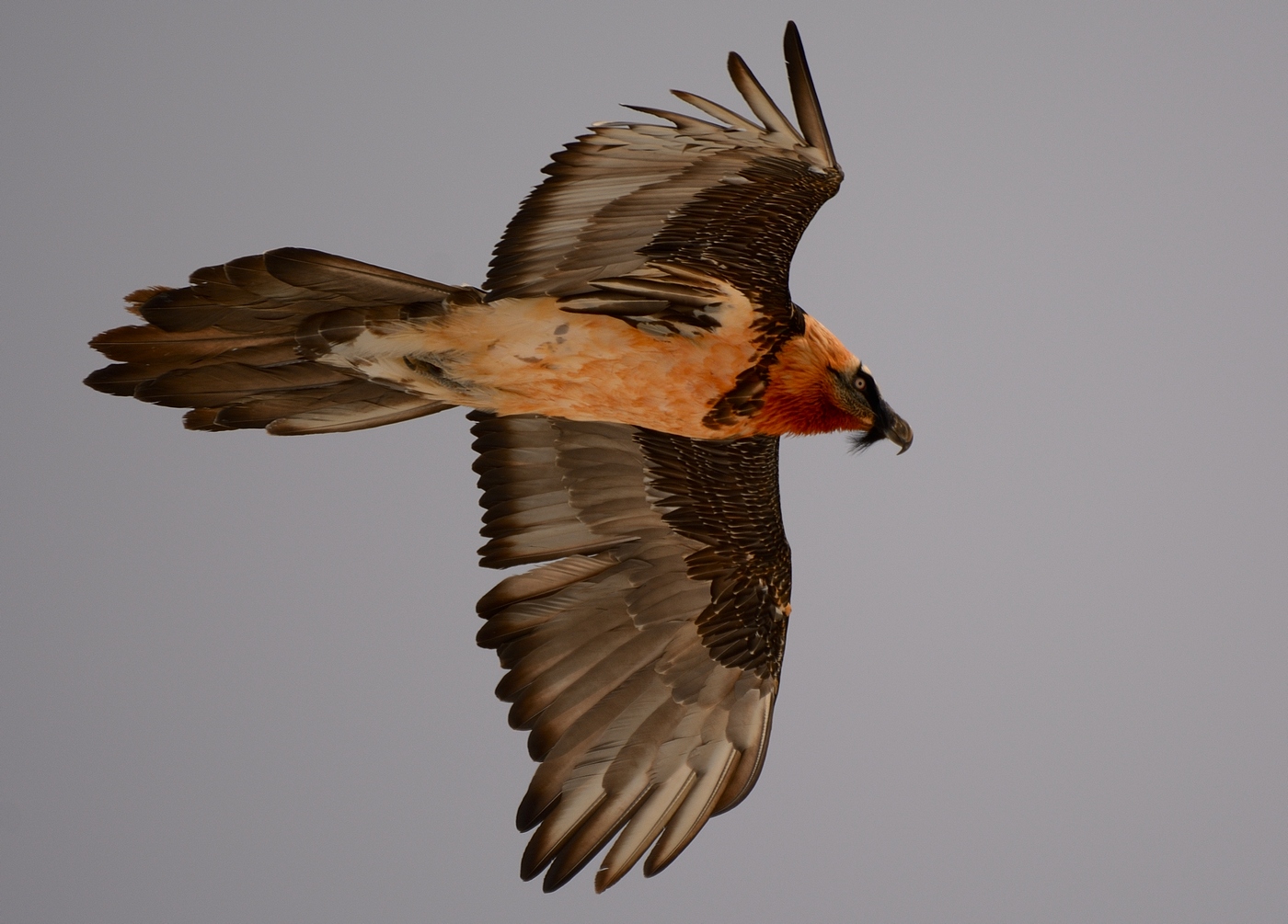 Bearded vulture.