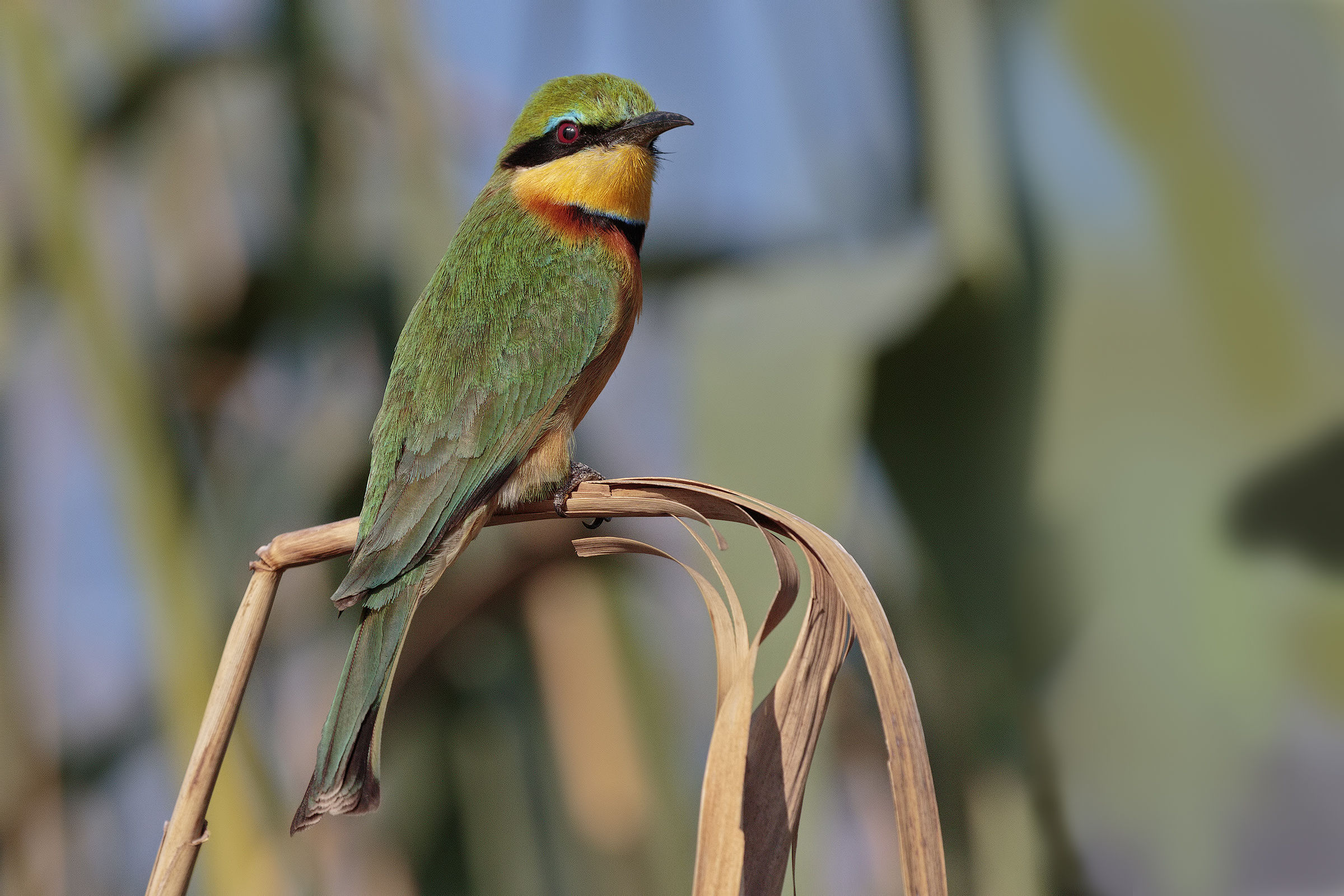 Little Well-eater (Bee)