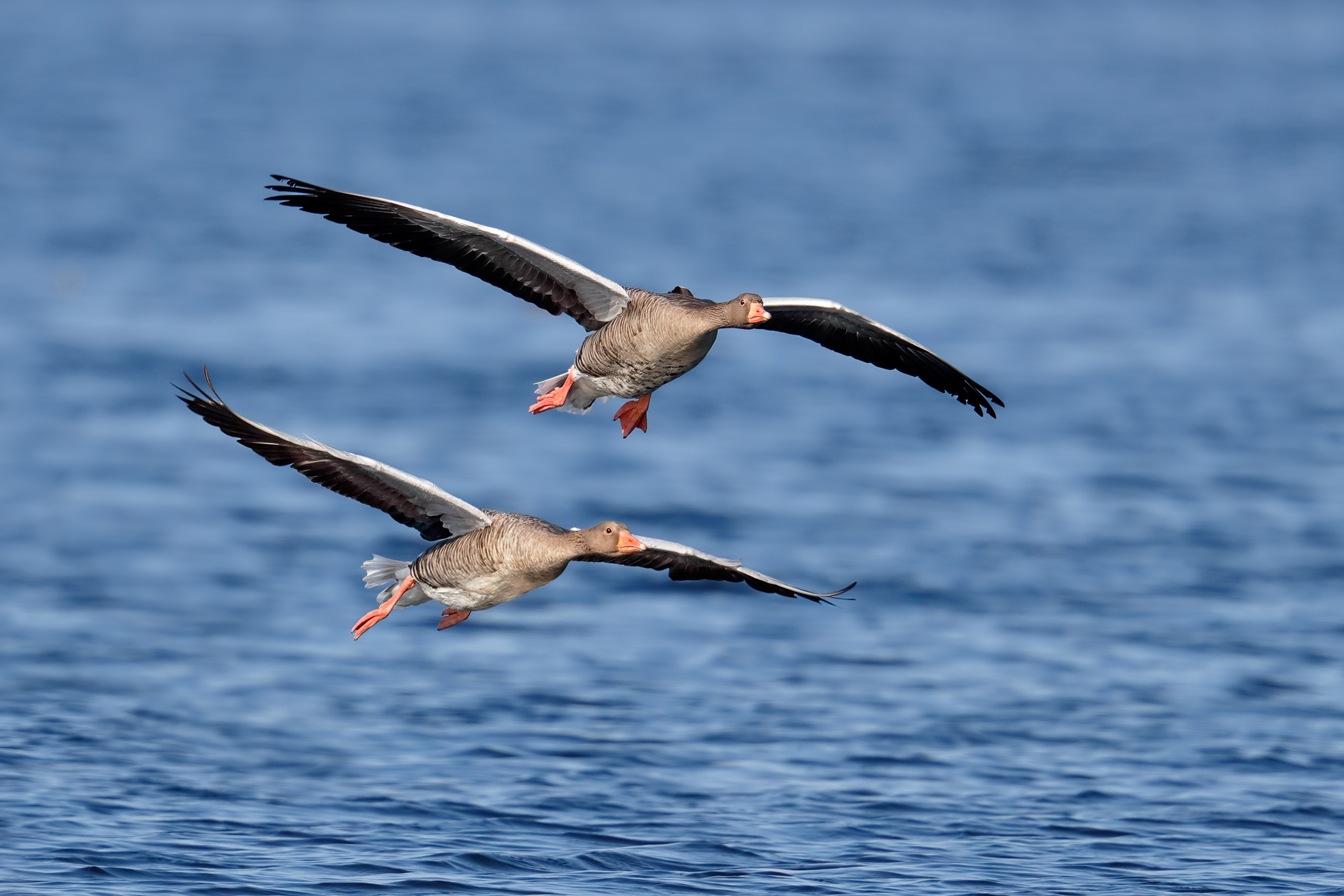 E ' autunno. Arrivano le oche.