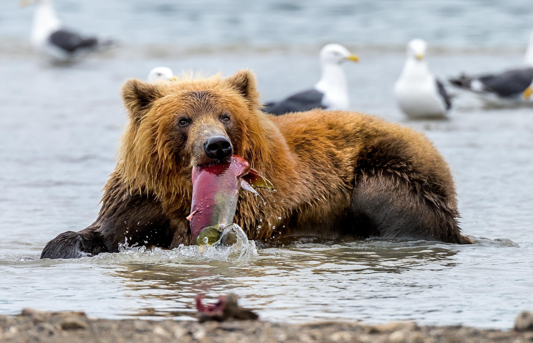 Kamchatka 2016 - Relax