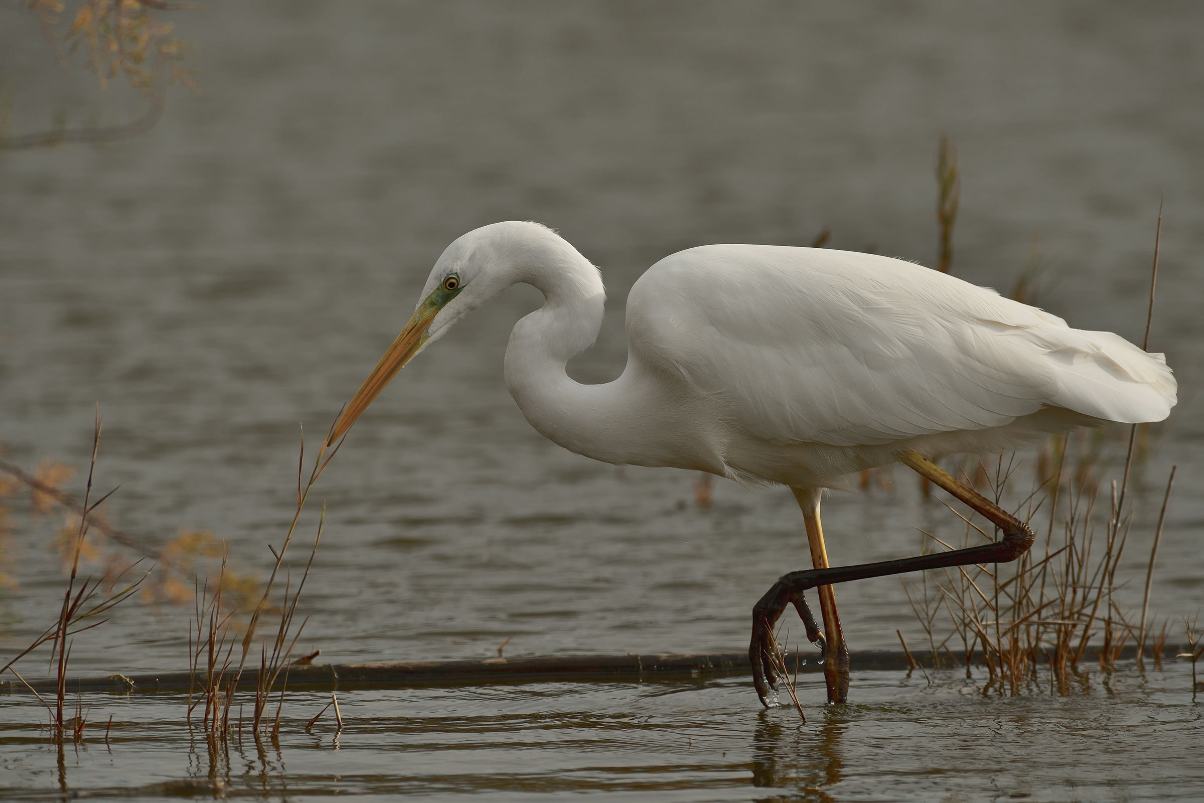 White Heron Maggiore