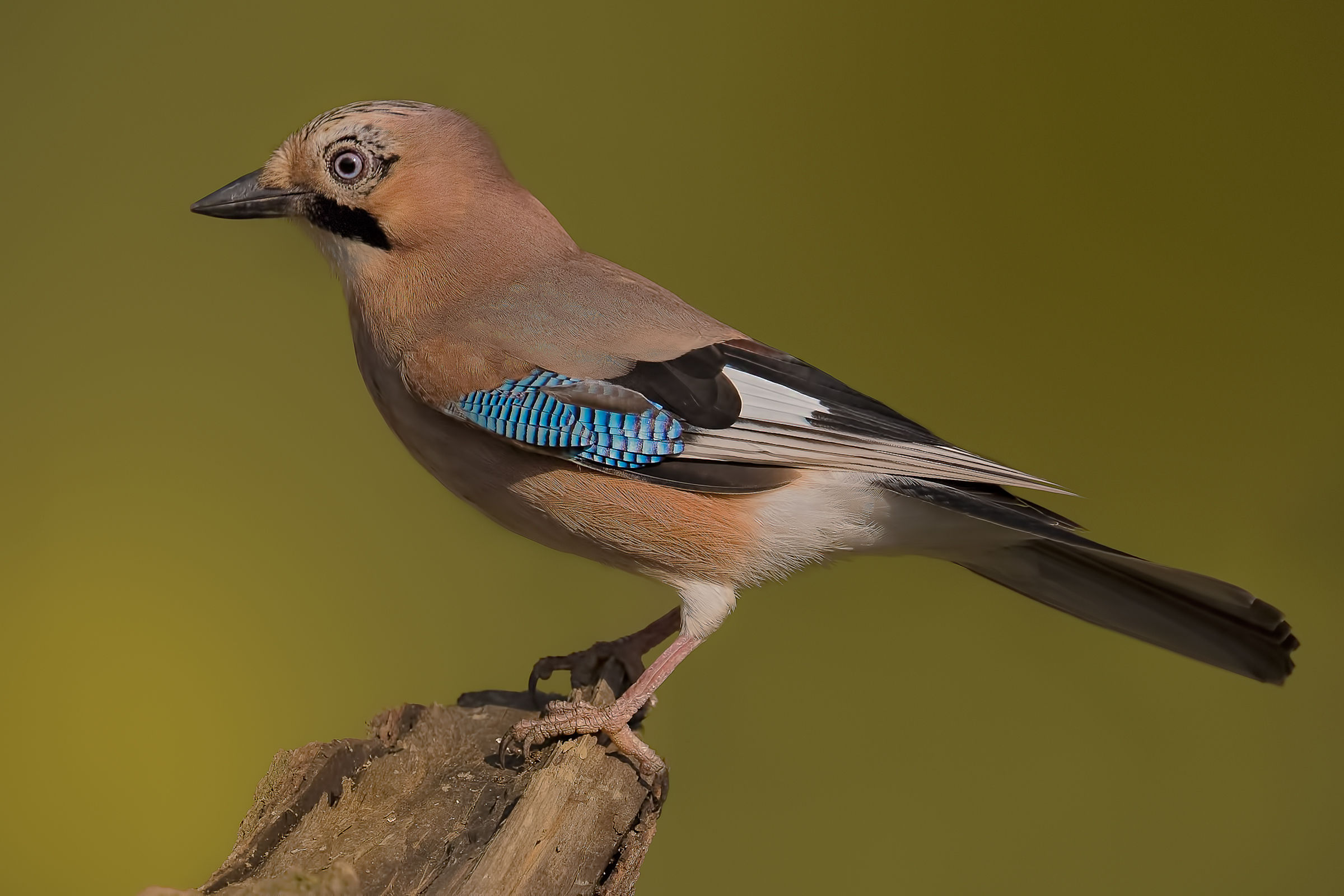 Jay (Garrulus glandarius)