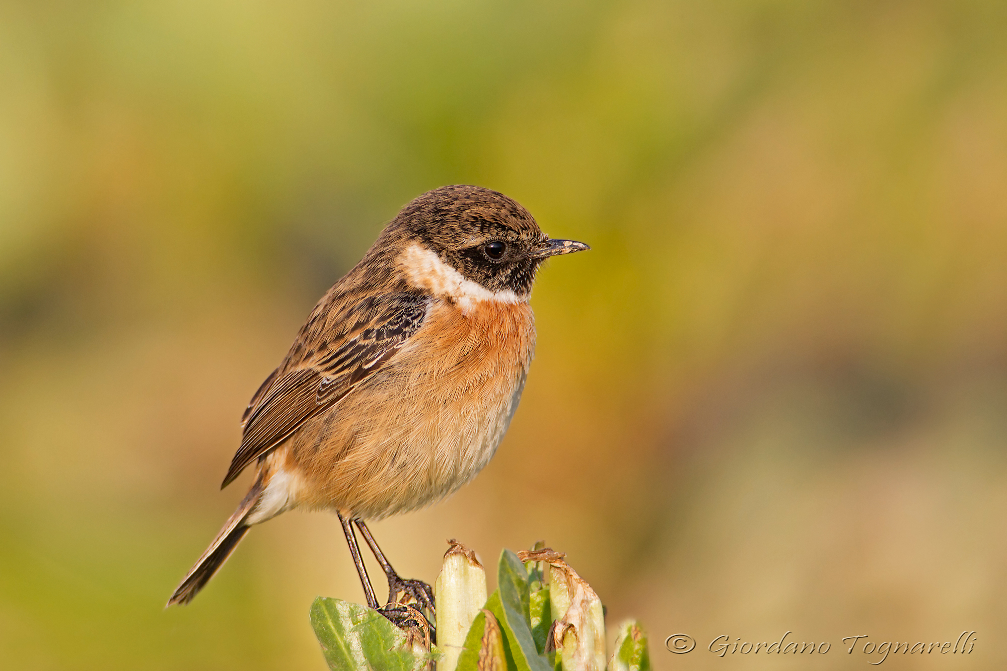 Stonechat "gardener ..!"