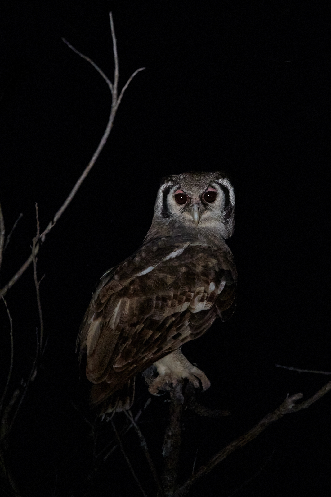 Verraux of eagle owl
