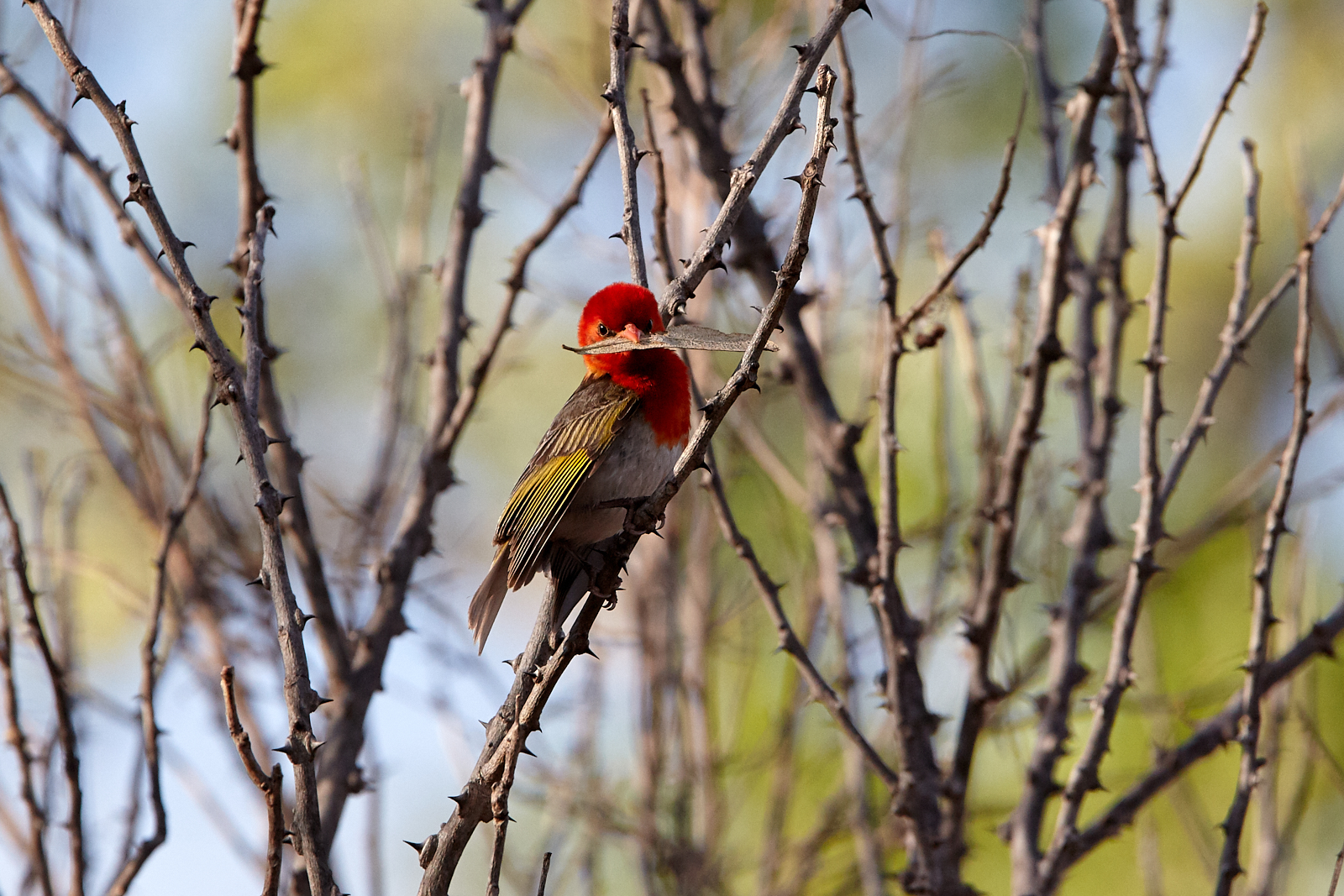 Red-headed weaver