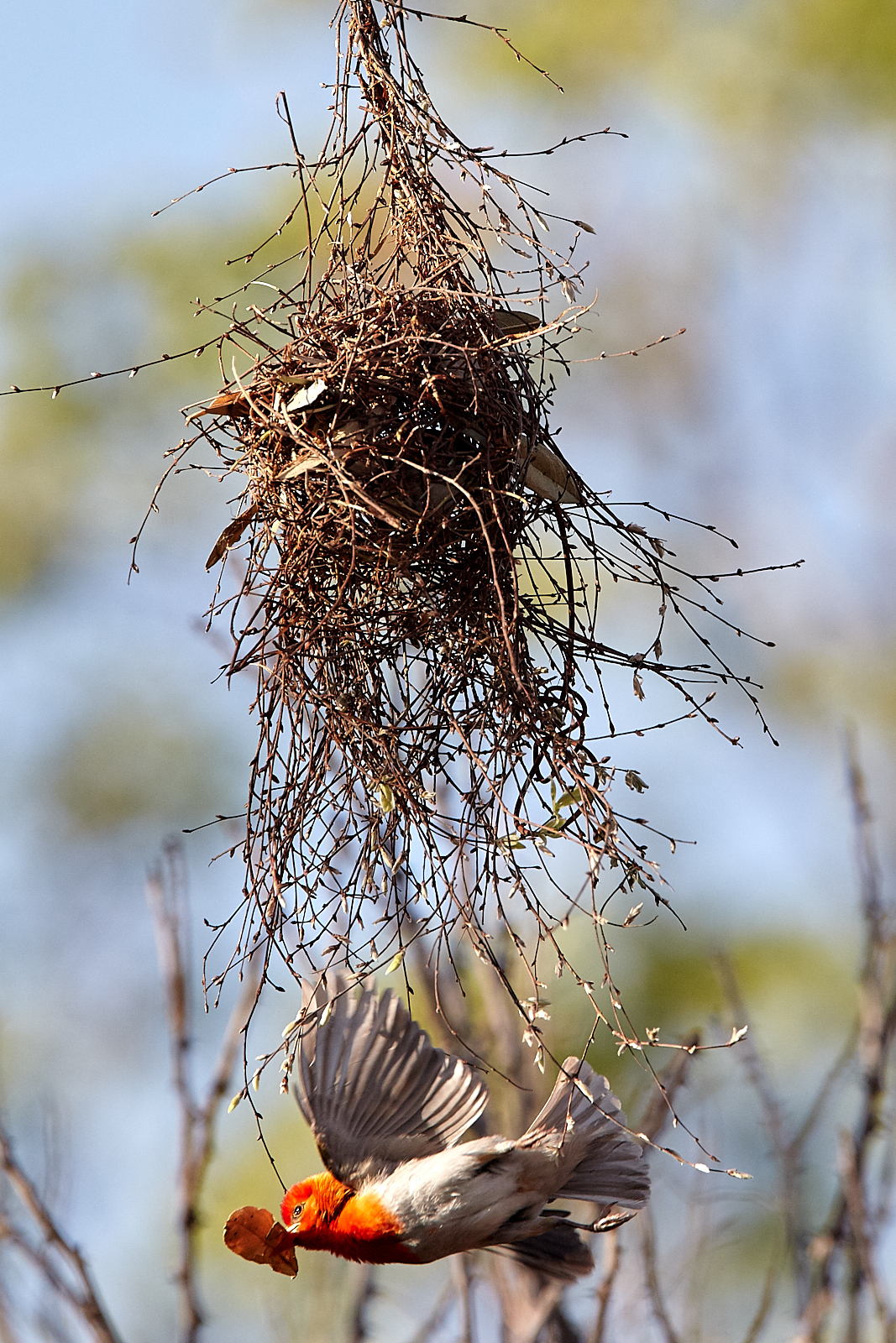 Red-headed weaver